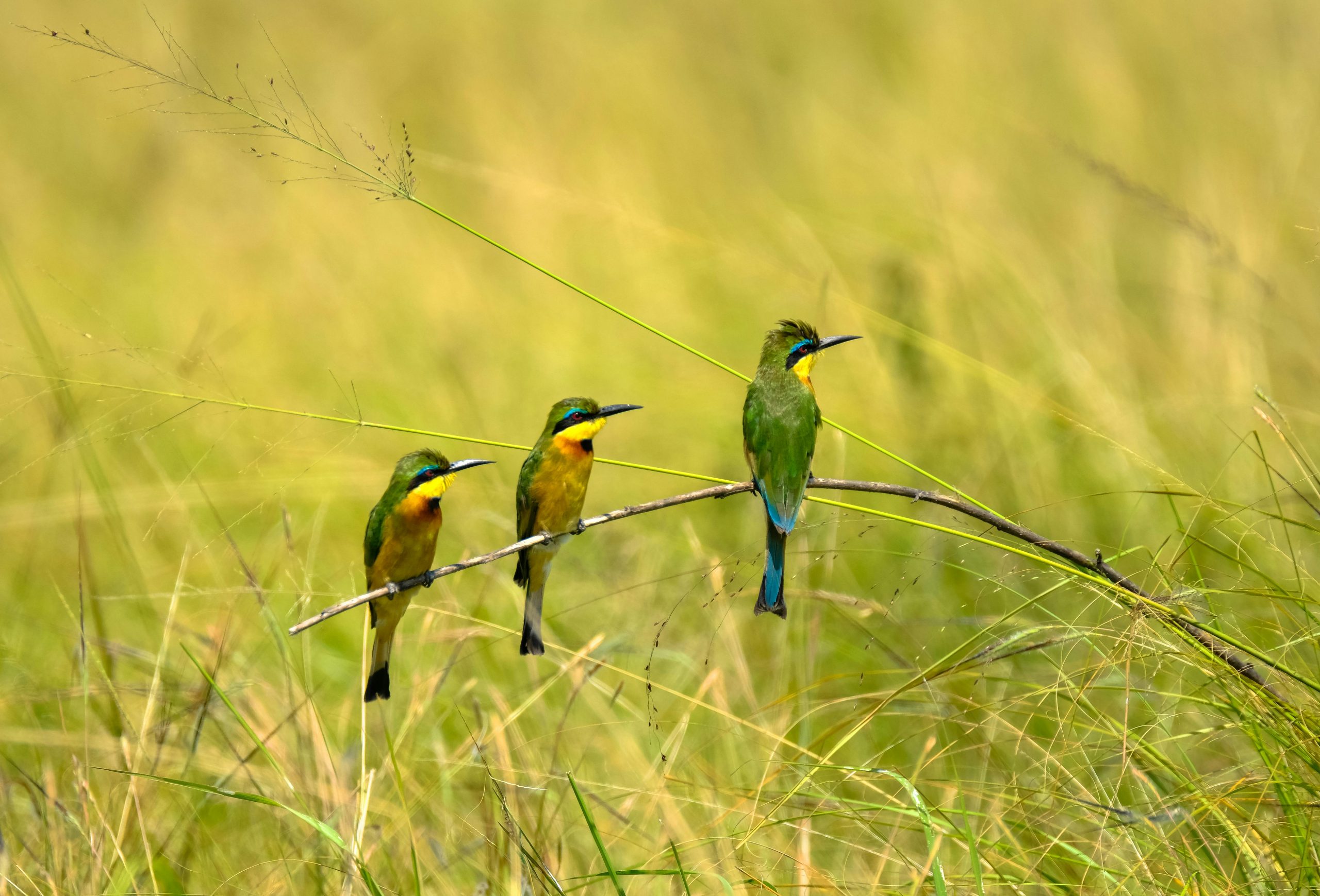 10 Days Bird Watching Uganda Rwanda Tour