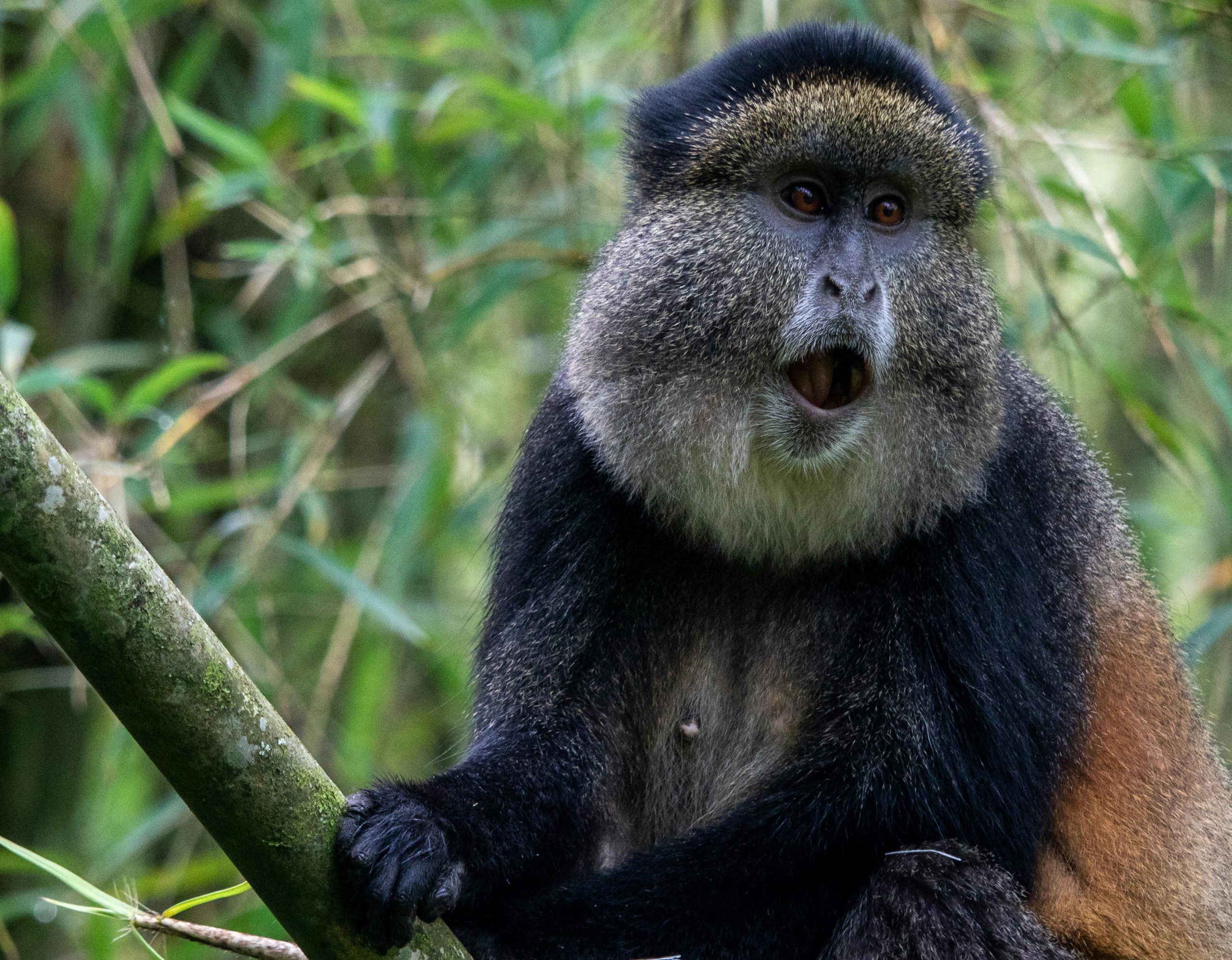 9 Days Rwanda Uganda Primates Safari