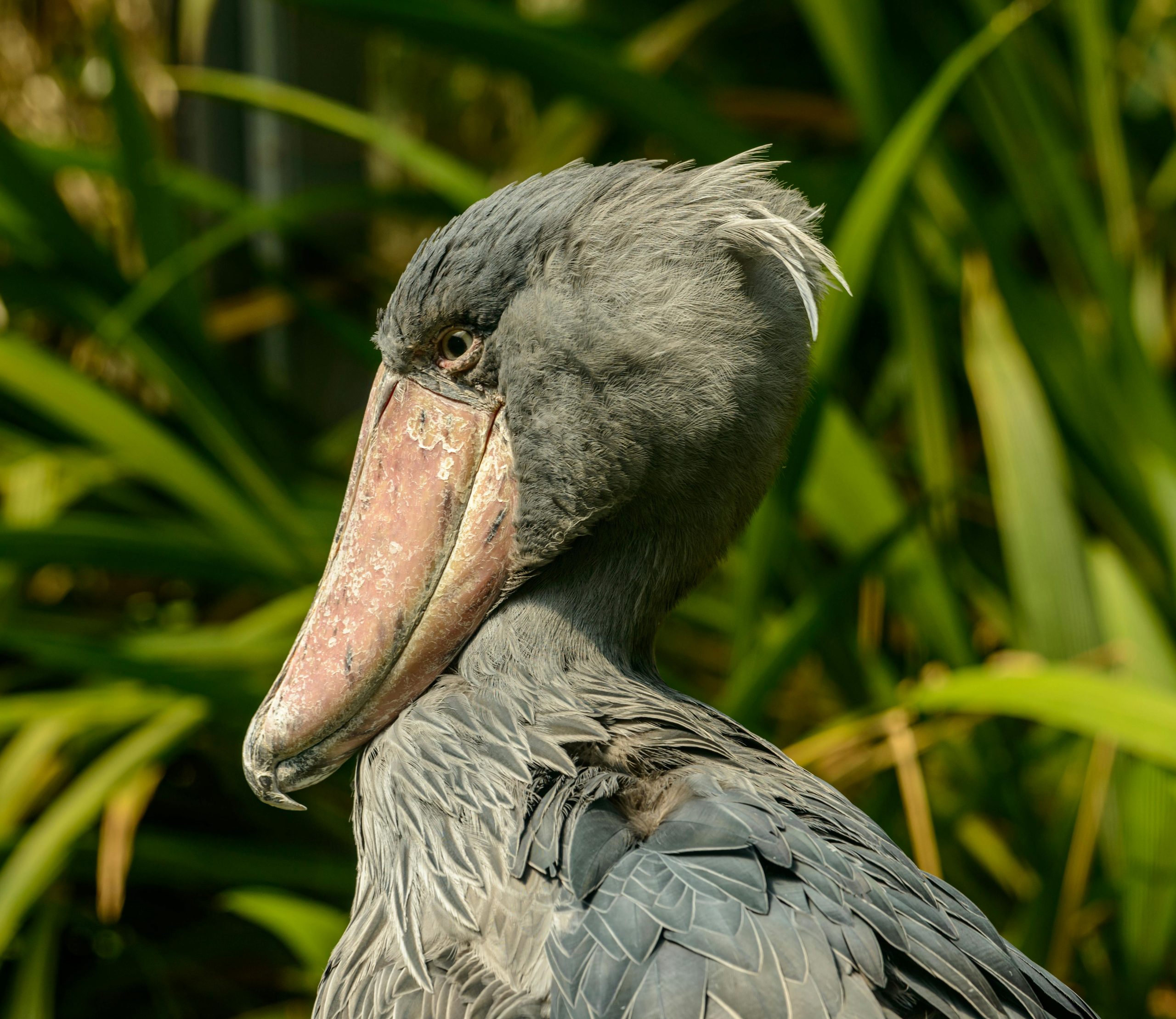 Mabamba Shoebill Safari Excursion