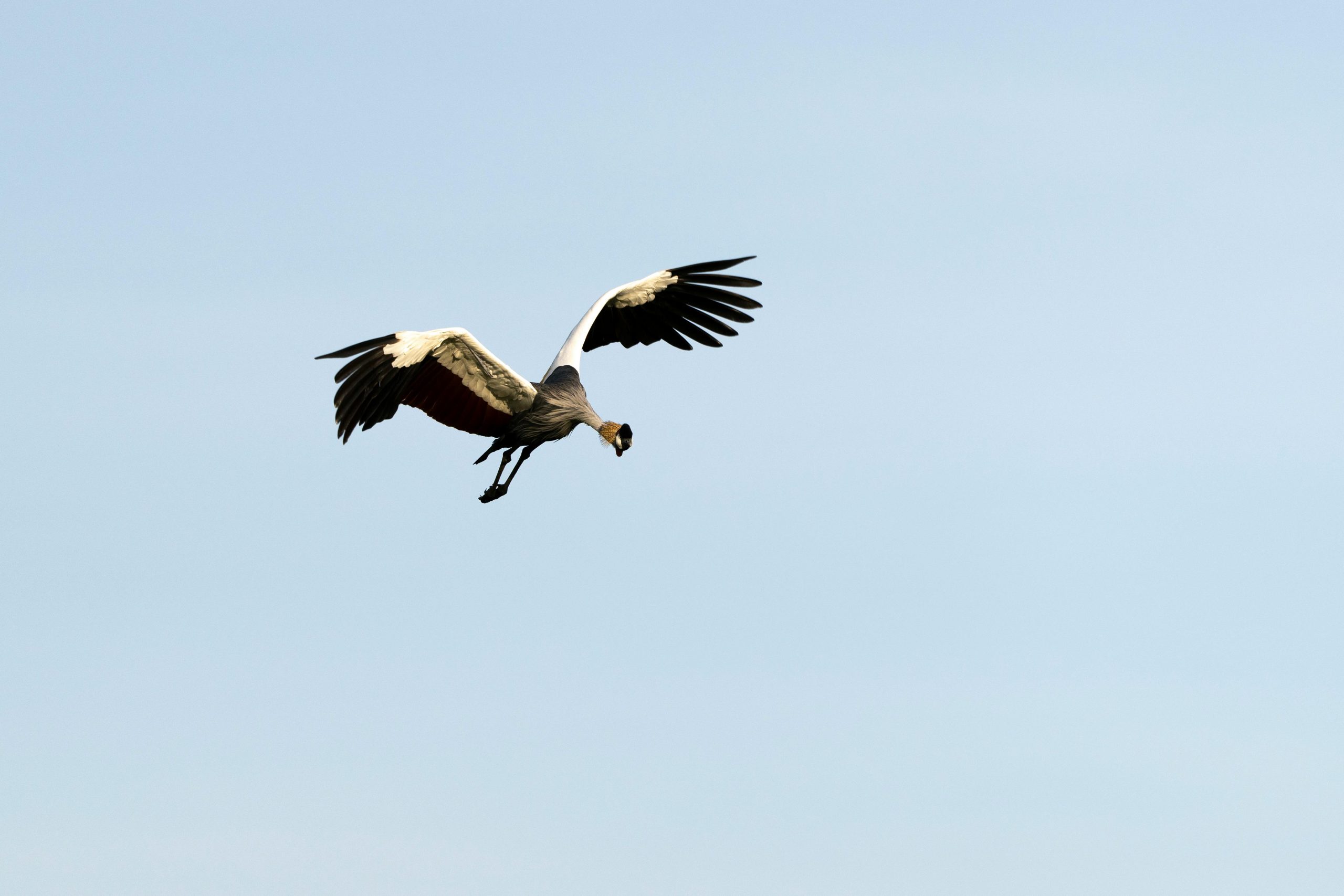 5 Days Birding Queen Elizabeth National Park