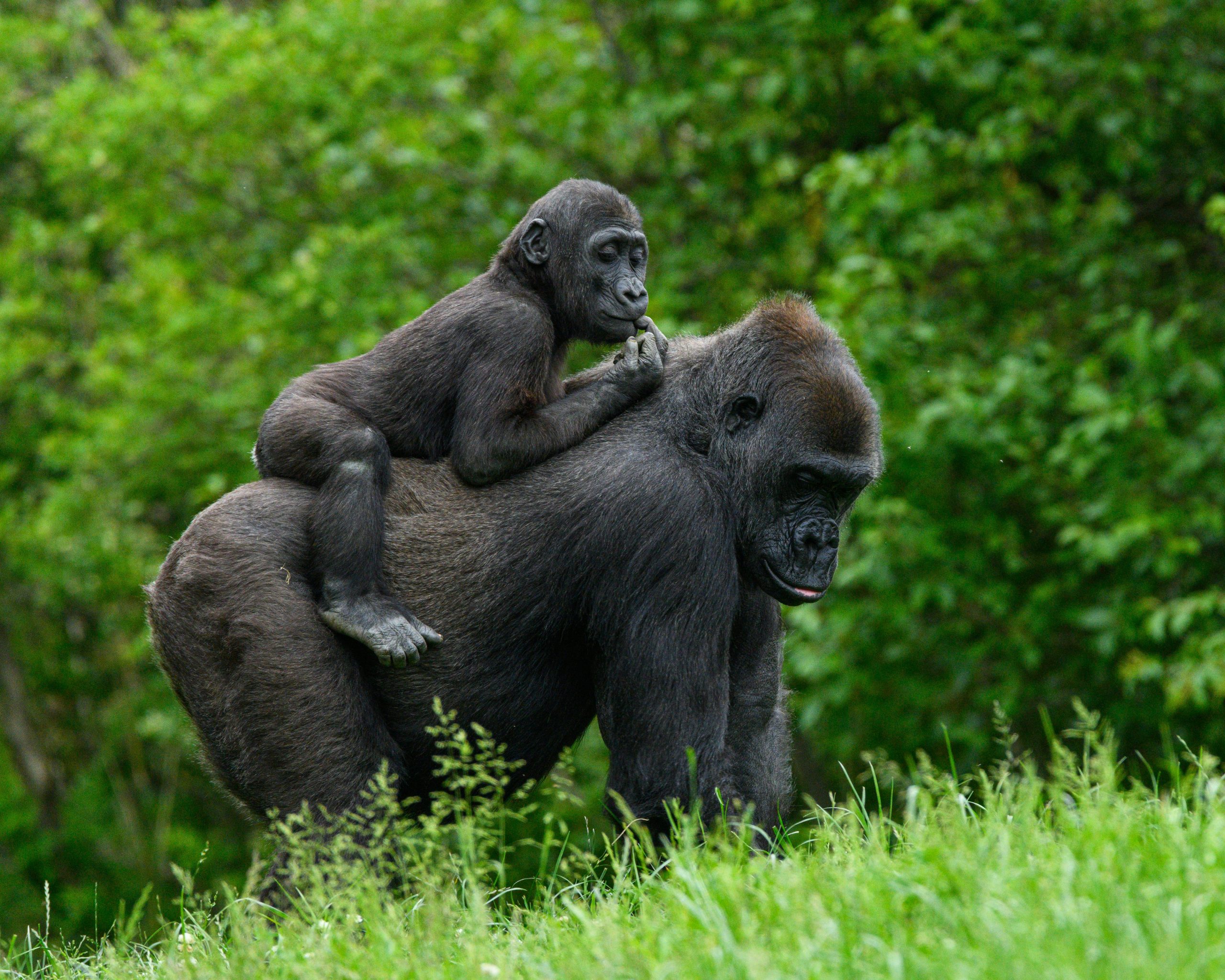 9 Days Gorilla Trekking Uganda Rwanda