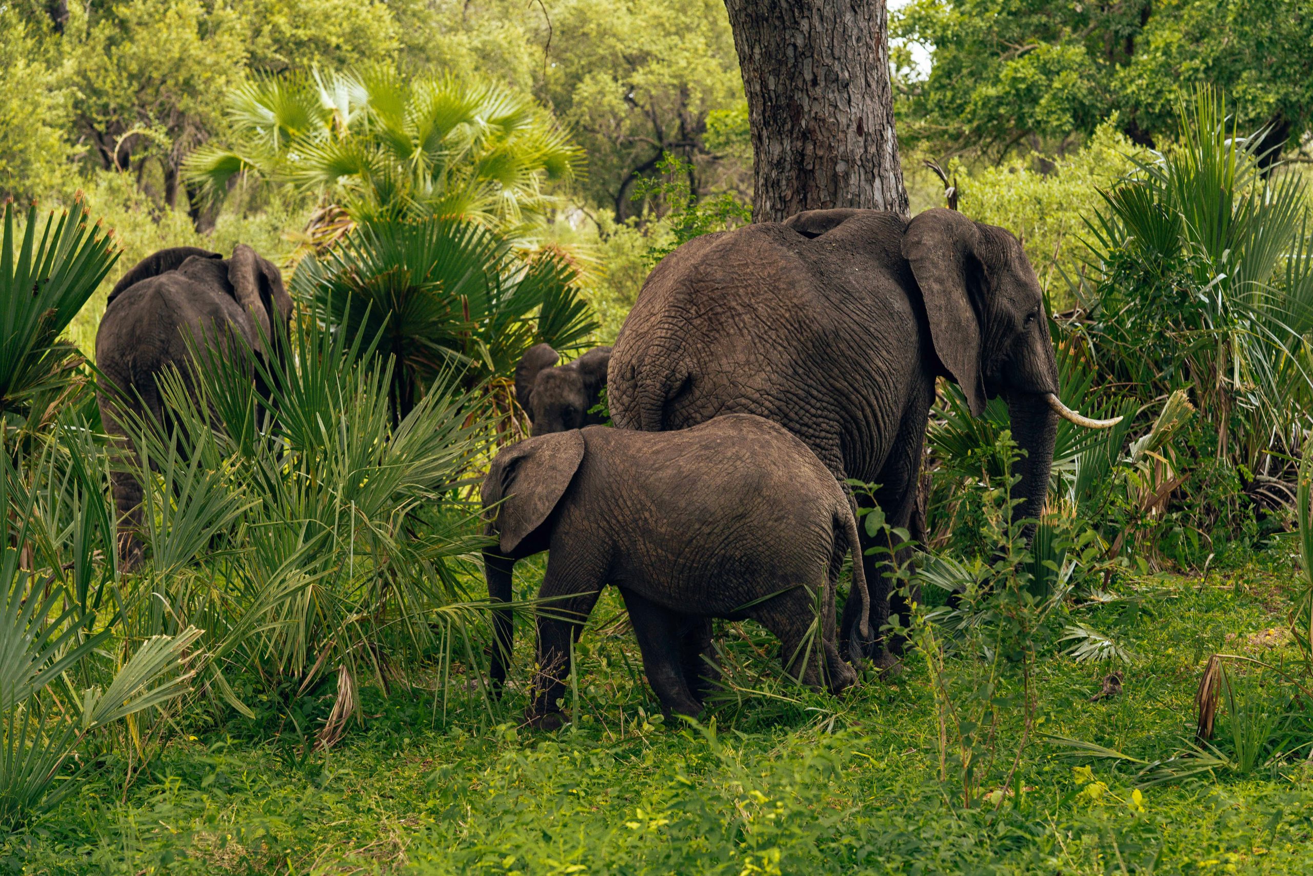 Rwanda Conservation Efforts