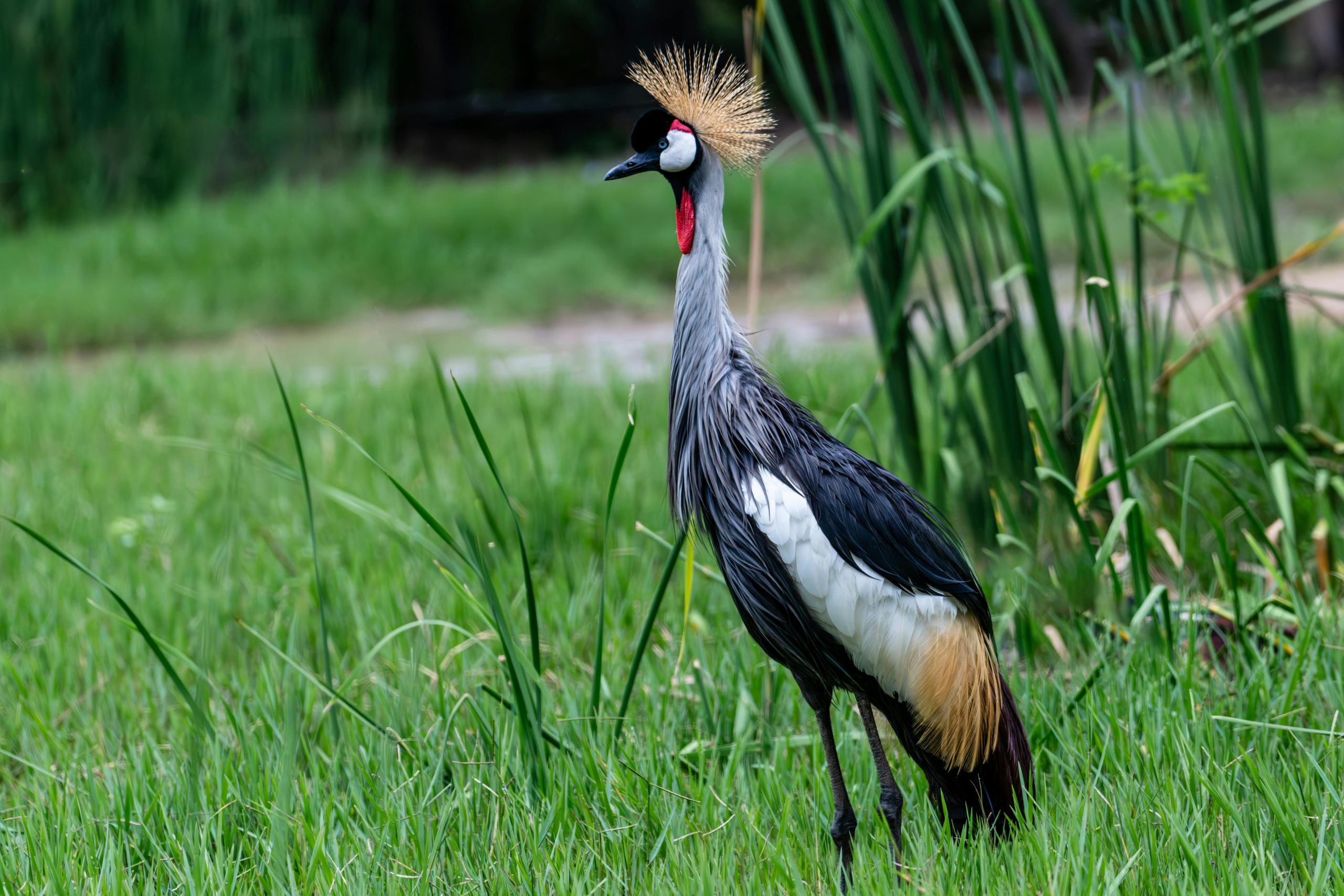 6 Days Bird Watching Uganda Tour