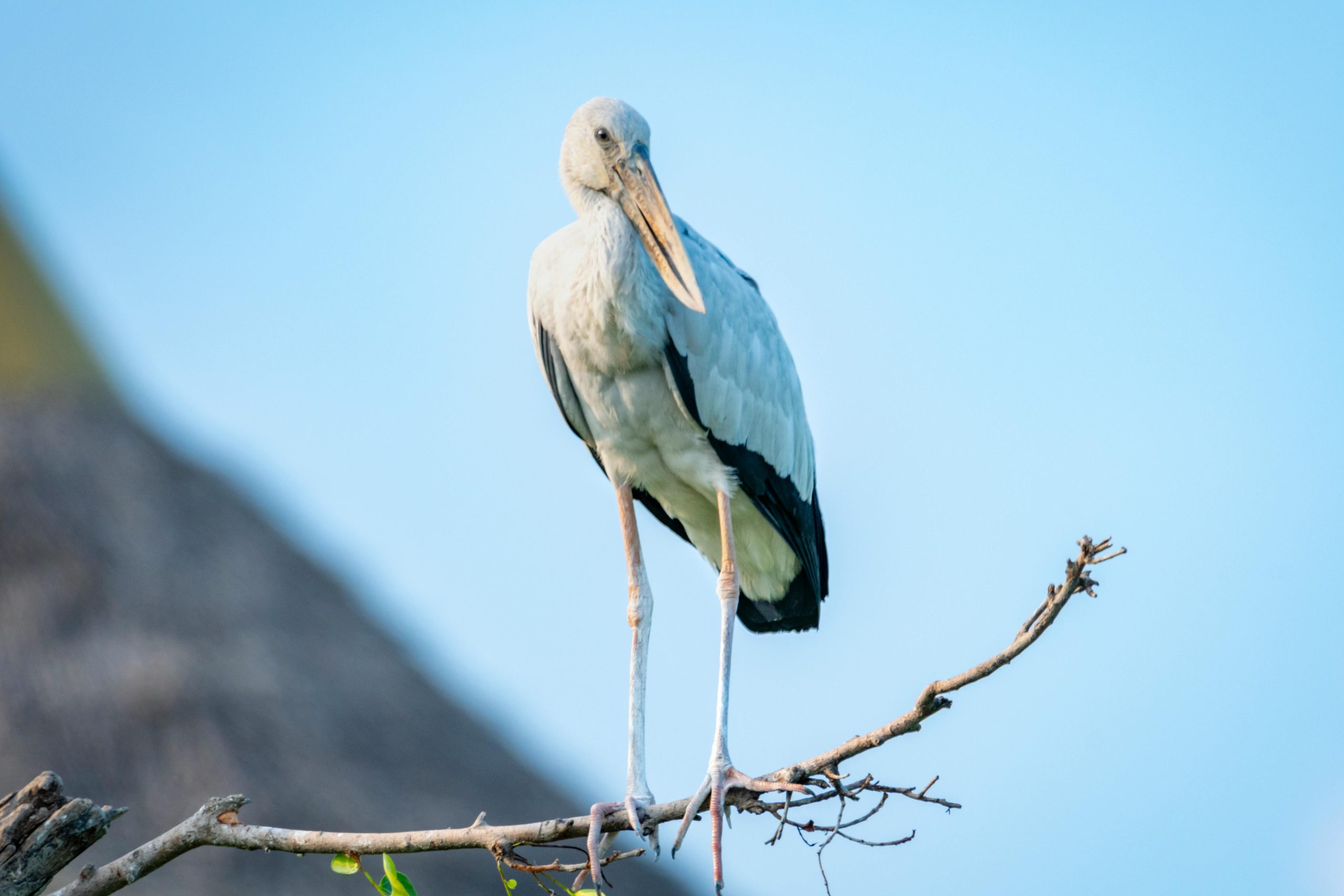 5 Days Birding Safari Experience Uganda