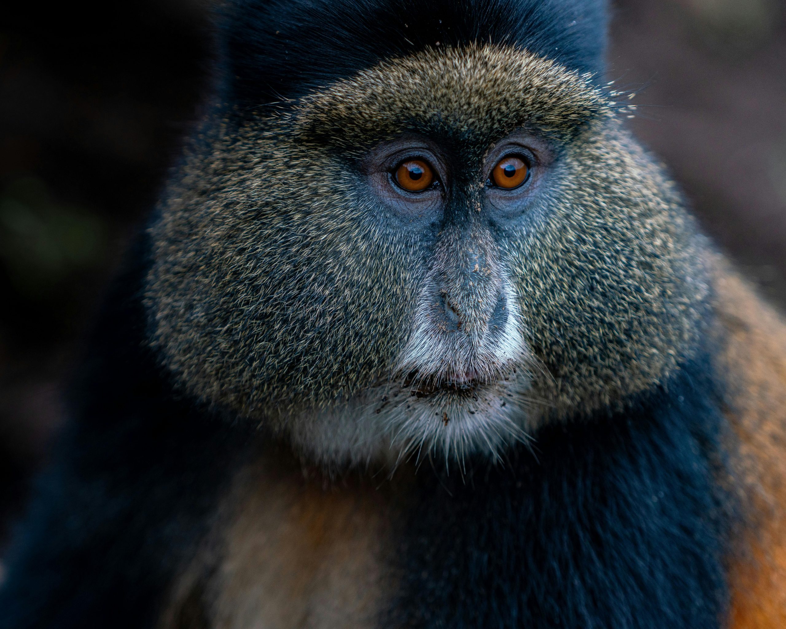 10 Days Uganda Rwanda Safari