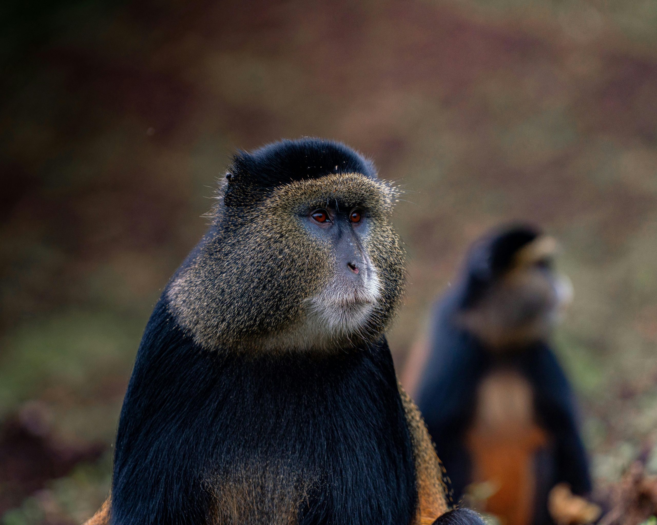 10 Days Wildlife and Primates Uganda Rwanda