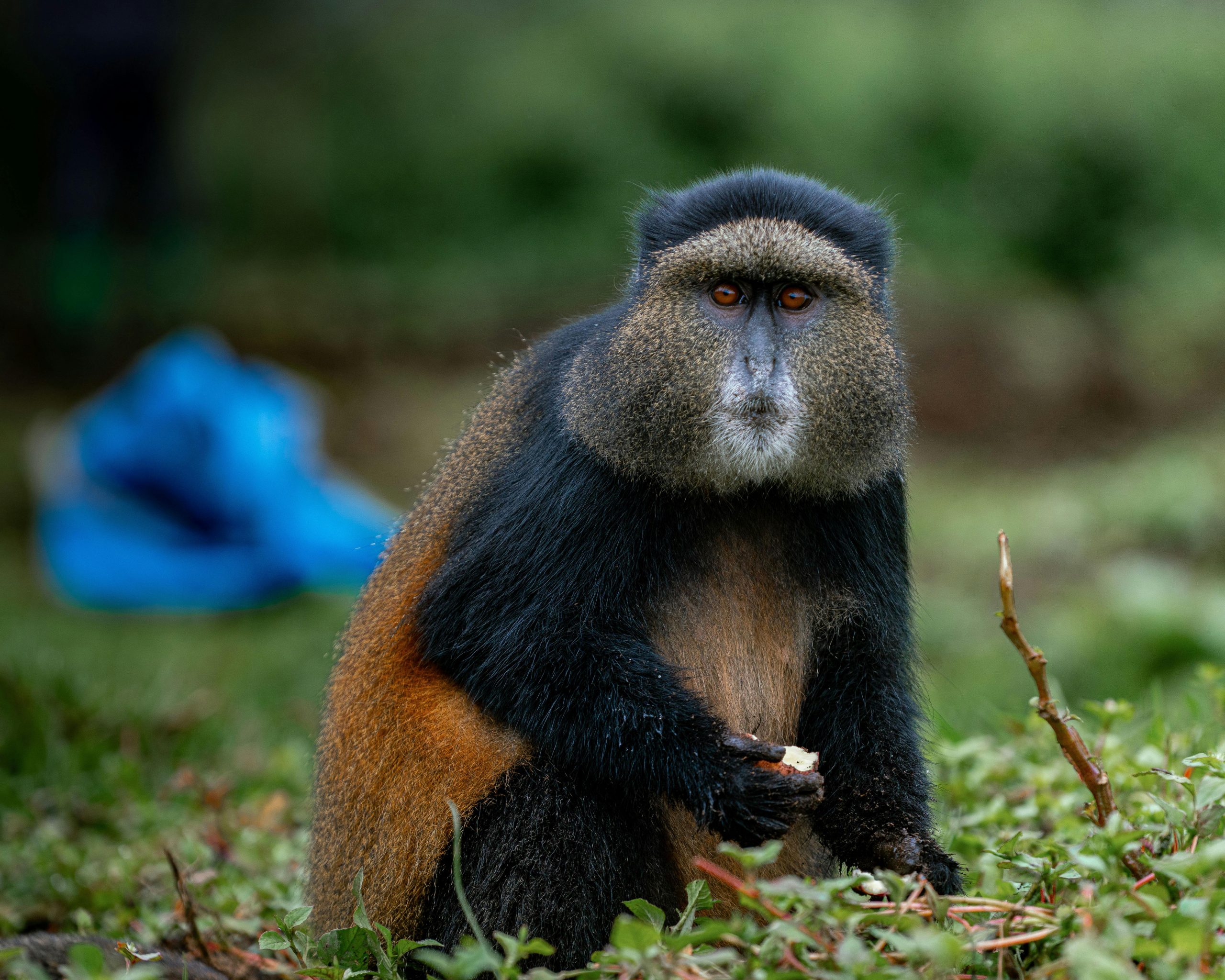 12 Days Uganda Rwanda Safari Cost