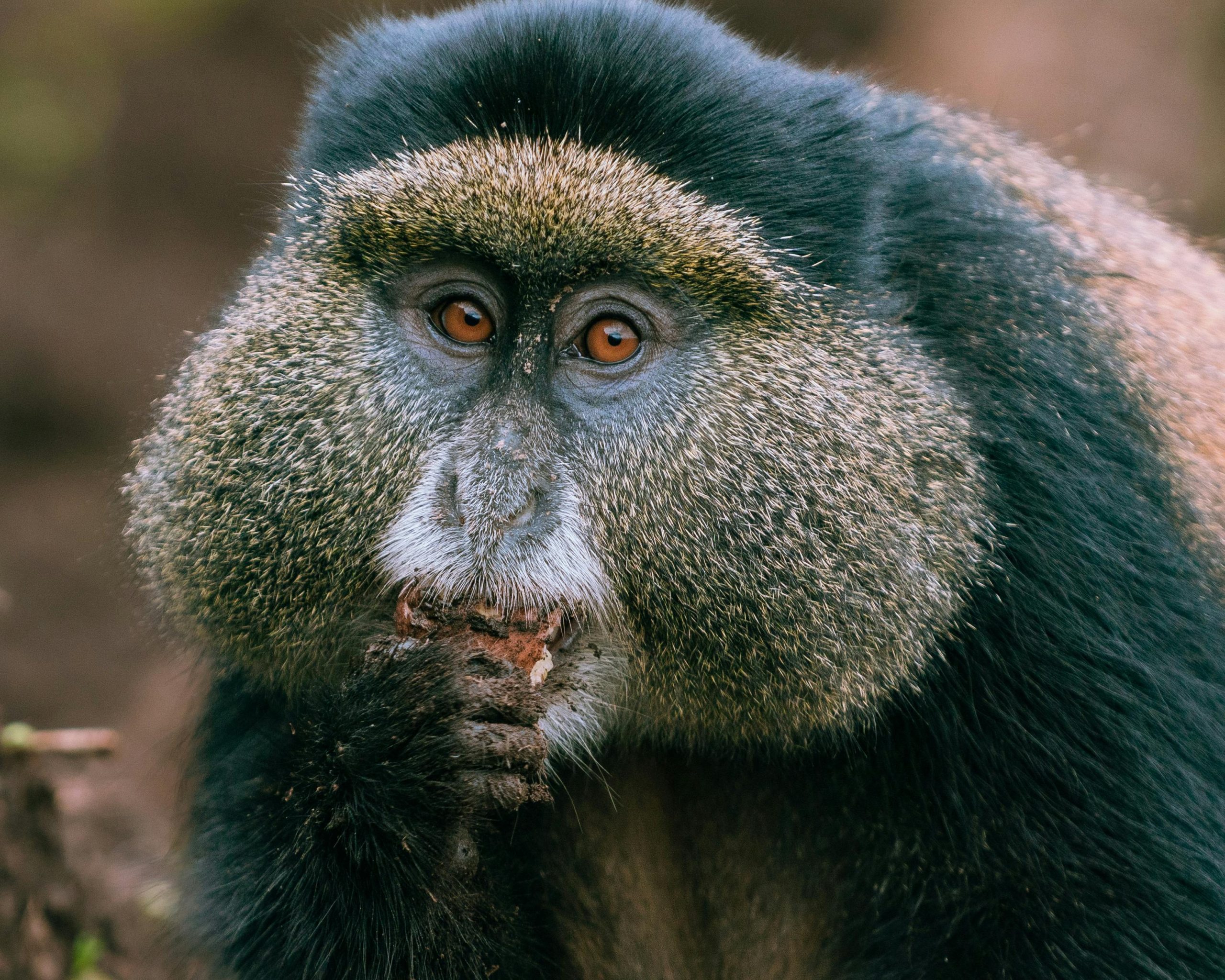 8 Days Uganda Rwanda Safari Price