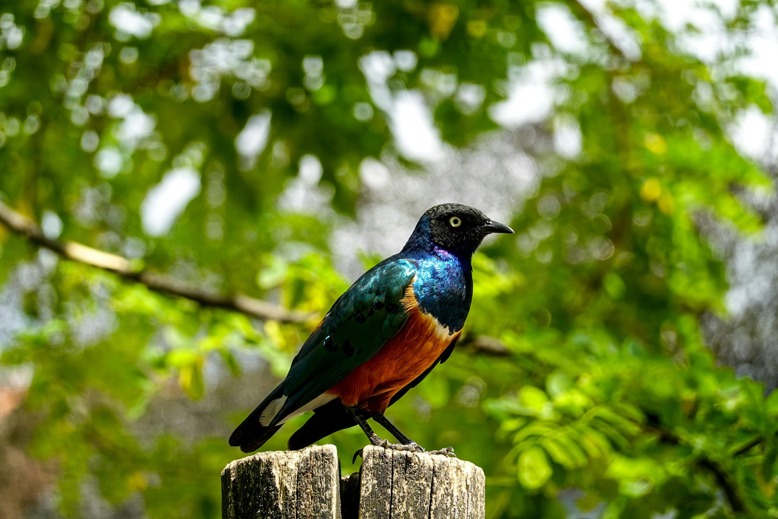 3 Days Birding Safari Uganda