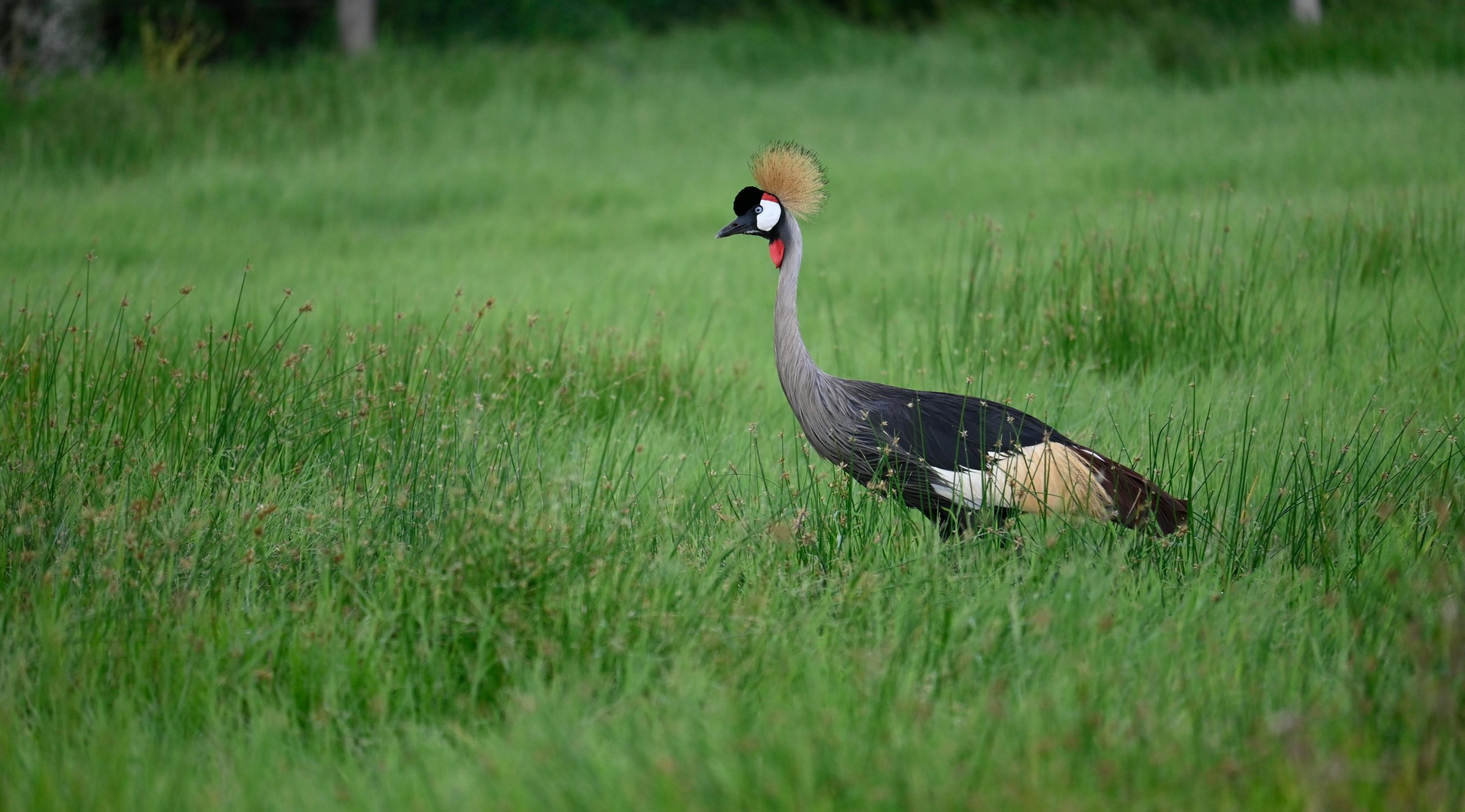5 Days Birding Safari Uganda