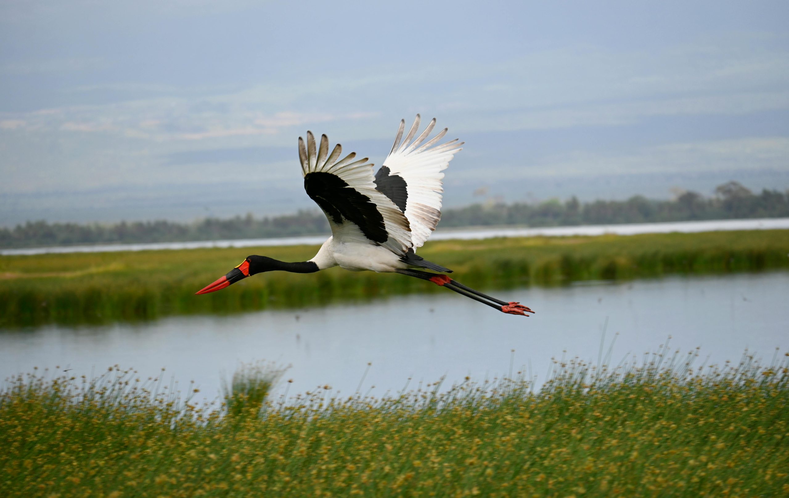 7 Days Birding and Wildlife Safari Uganda