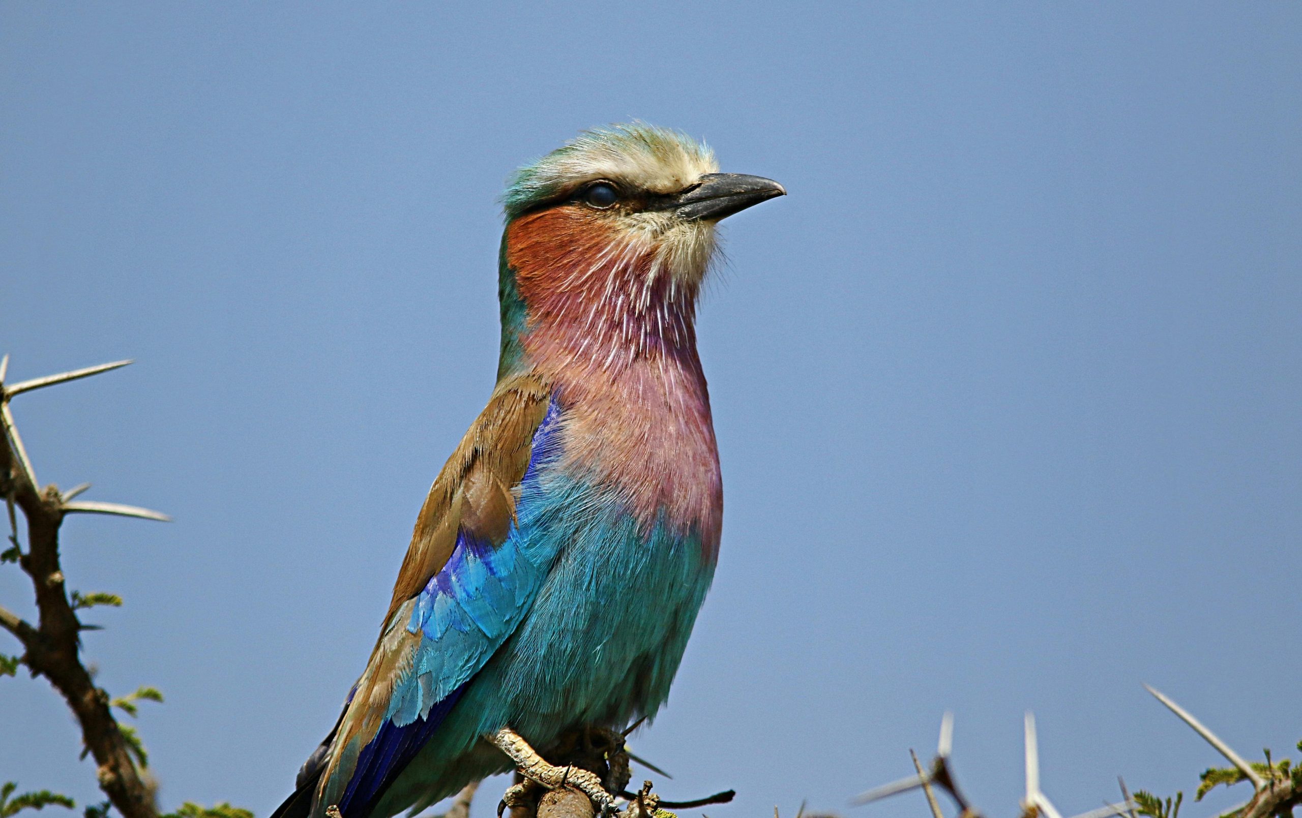 7 Days Birding Bwindi and Queen Elizabeth
