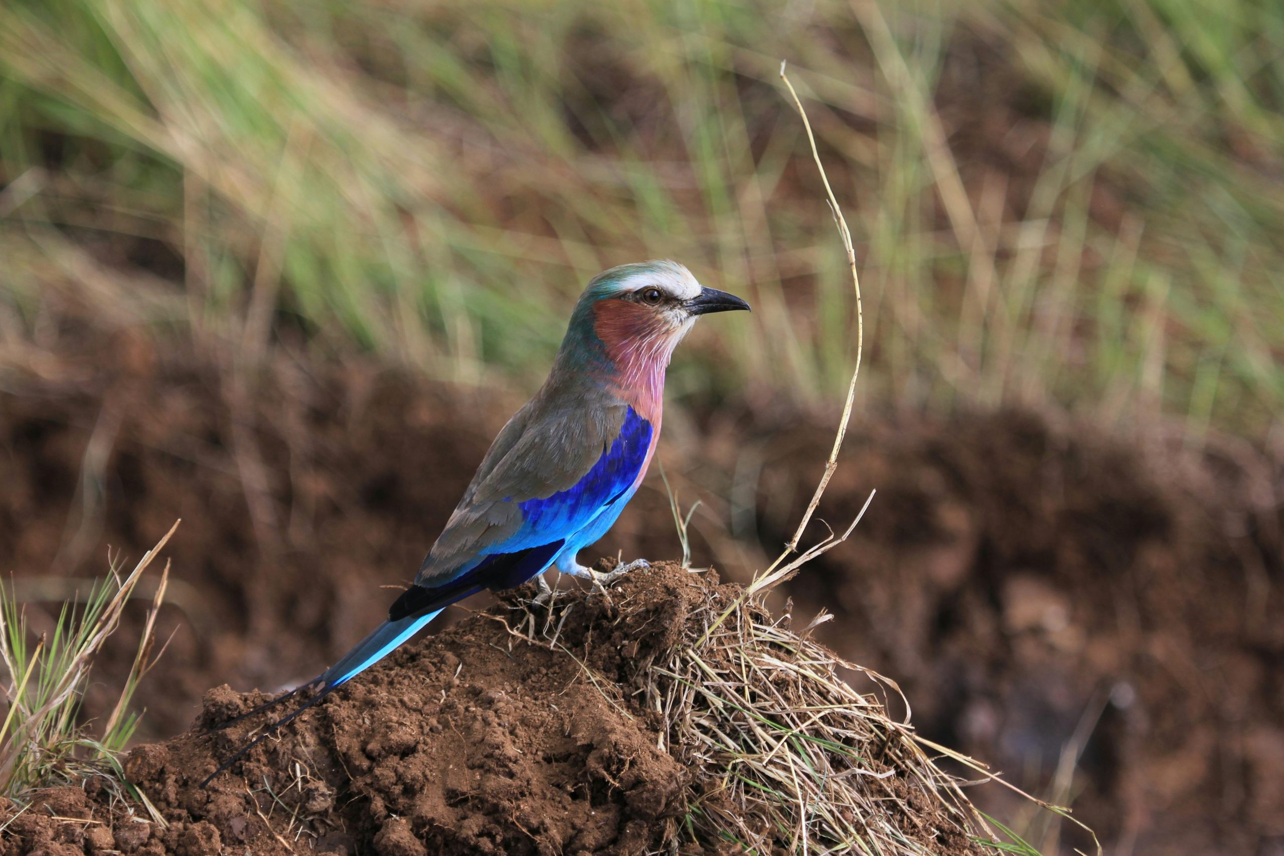 7 Days Birding Safari Experience Uganda