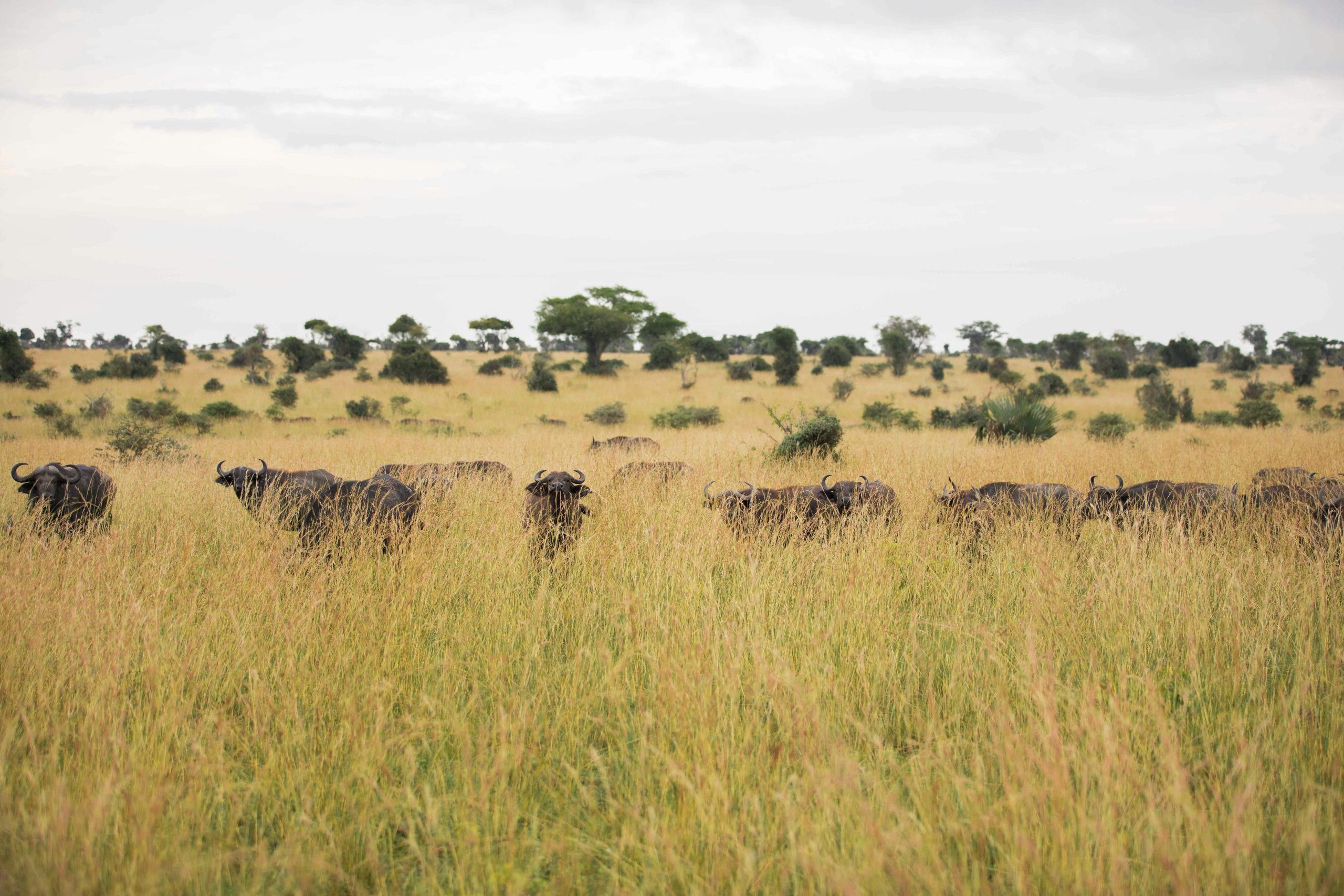 5 Days Cultural and Wildlife Safari Uganda