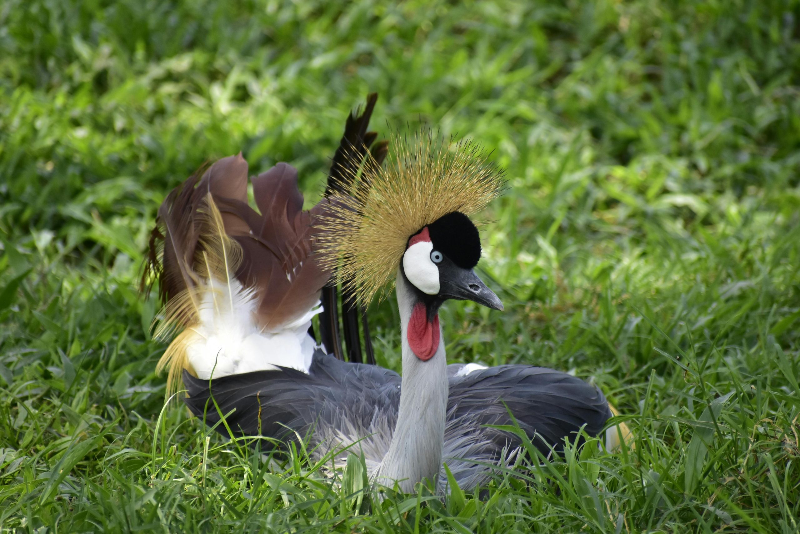 2 Days Birding and Wildlife Lake Mburo