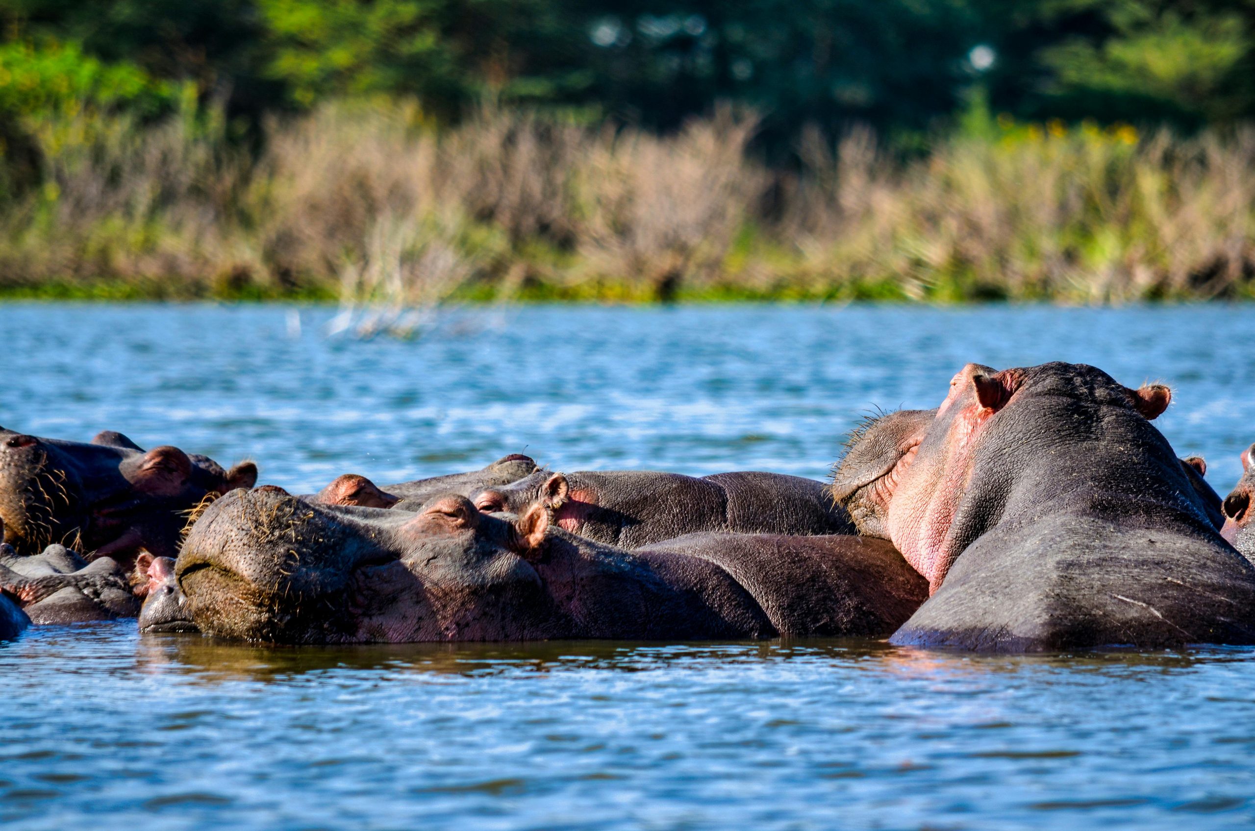 Uganda Rwanda Safaris