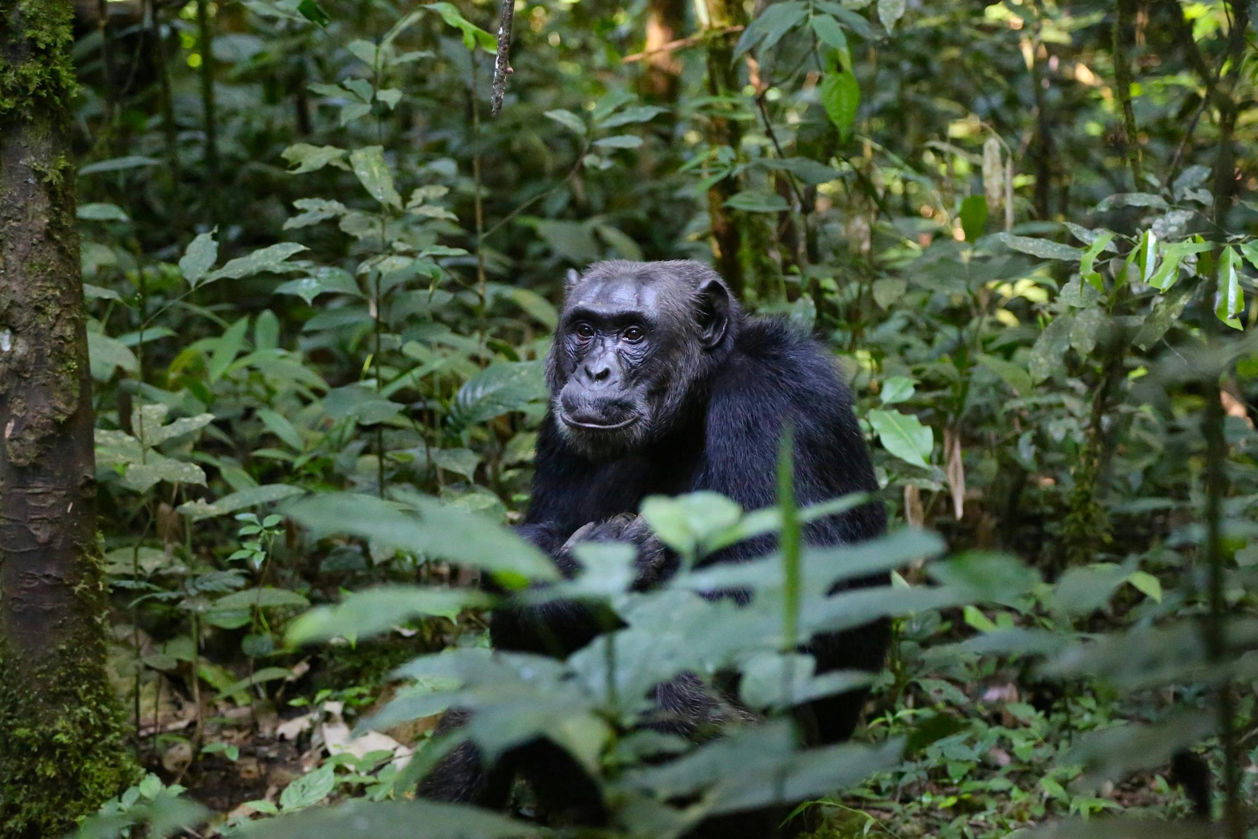 10 Days Birding and Primates Uganda Safari
