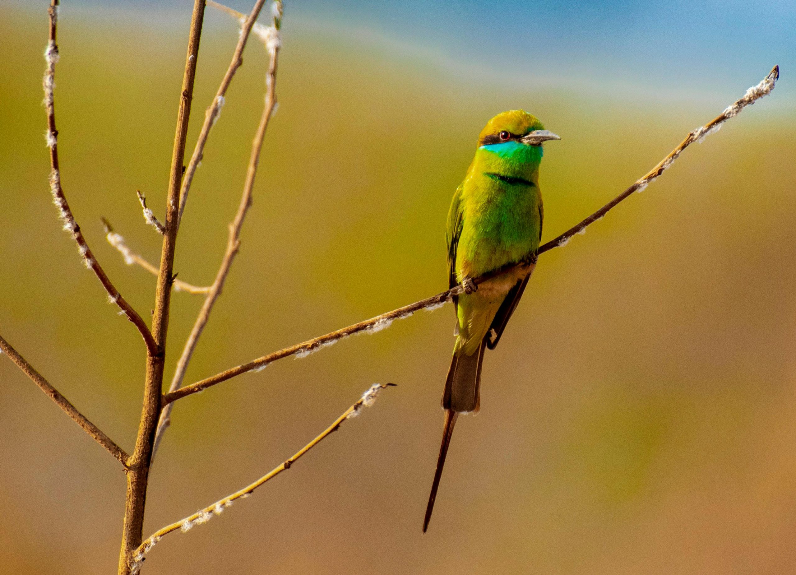 14 Days Bird Watching Experience Uganda Expedition