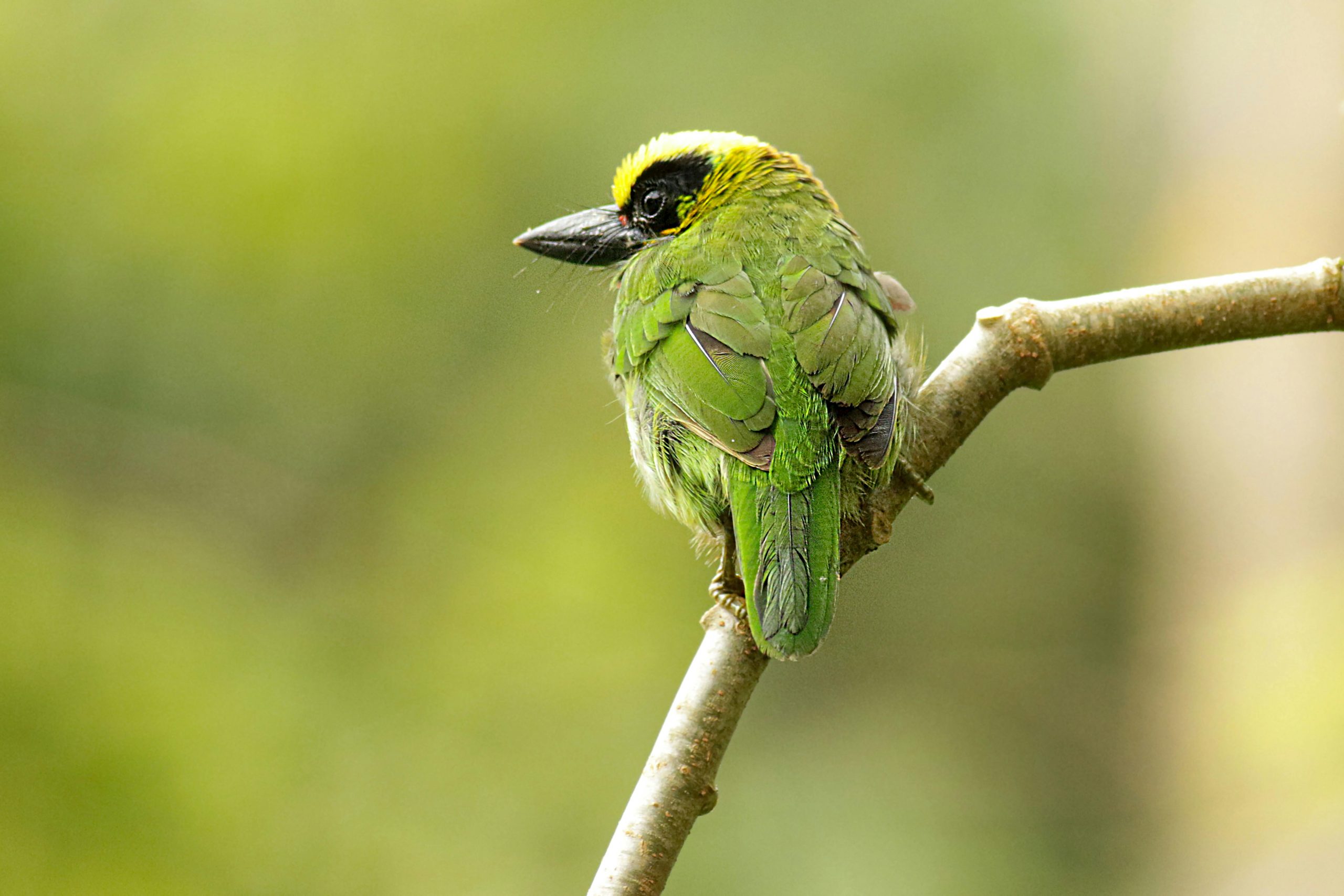 4 Days Birding Bwindi Forest