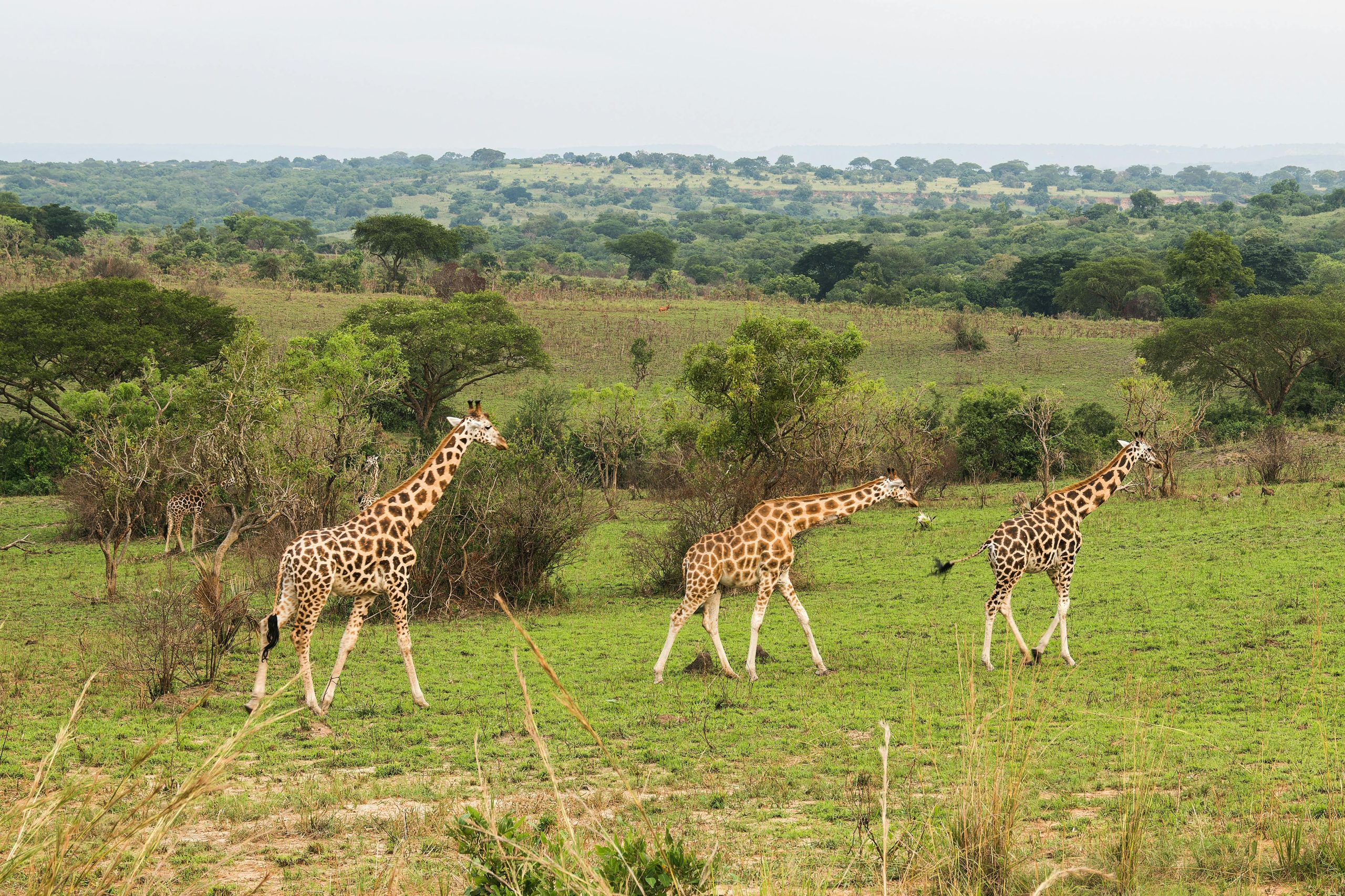 Akagera National Park Rwanda