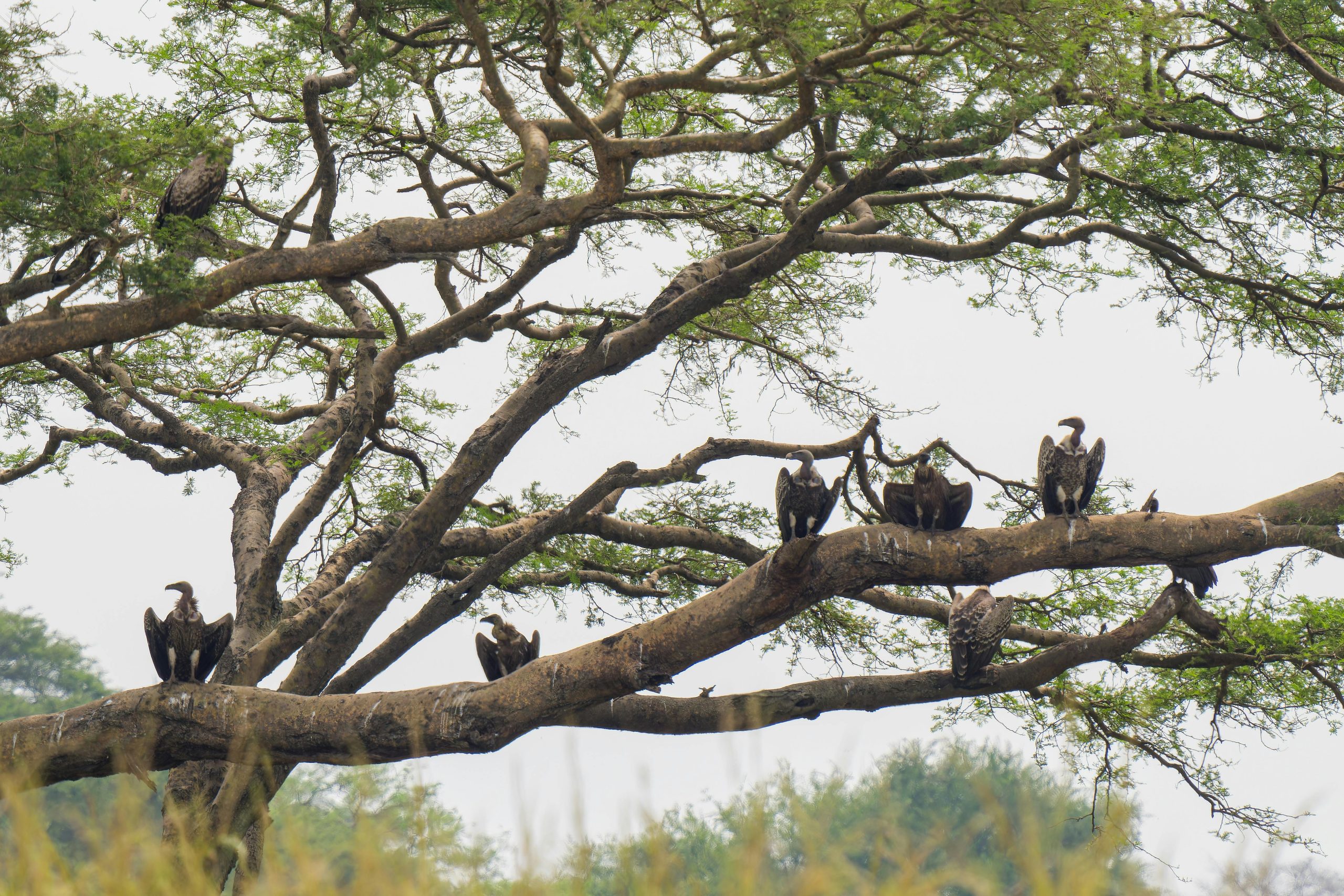 12 Days Birding and Cultural Uganda Experience