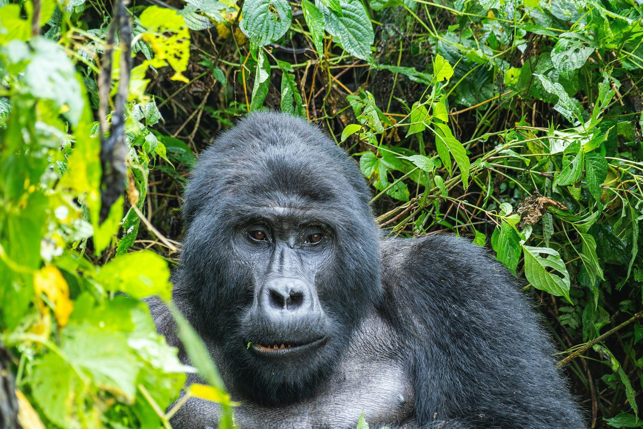 8 Days Gorilla Trekking Uganda Rwanda