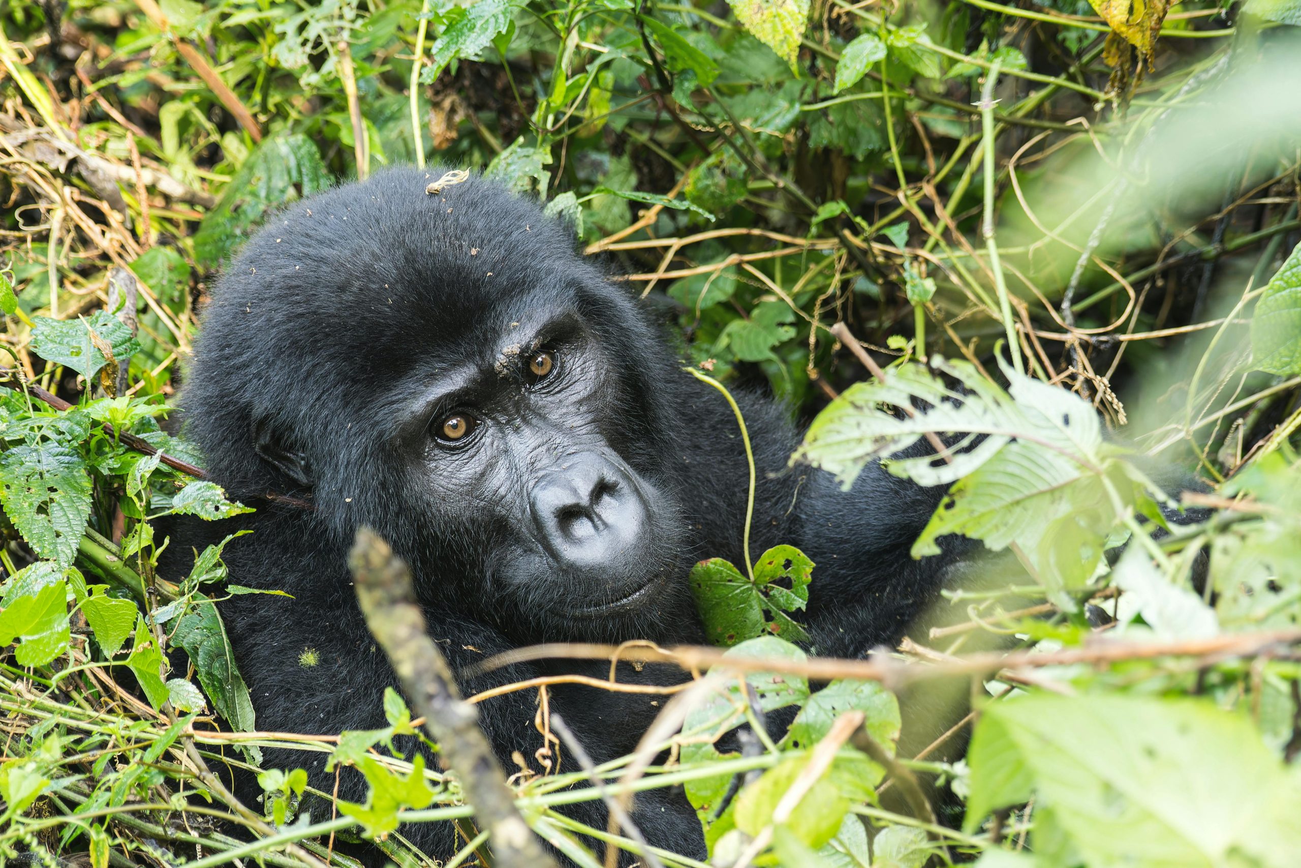 6 Days Rwanda Uganda Safari Itinerary