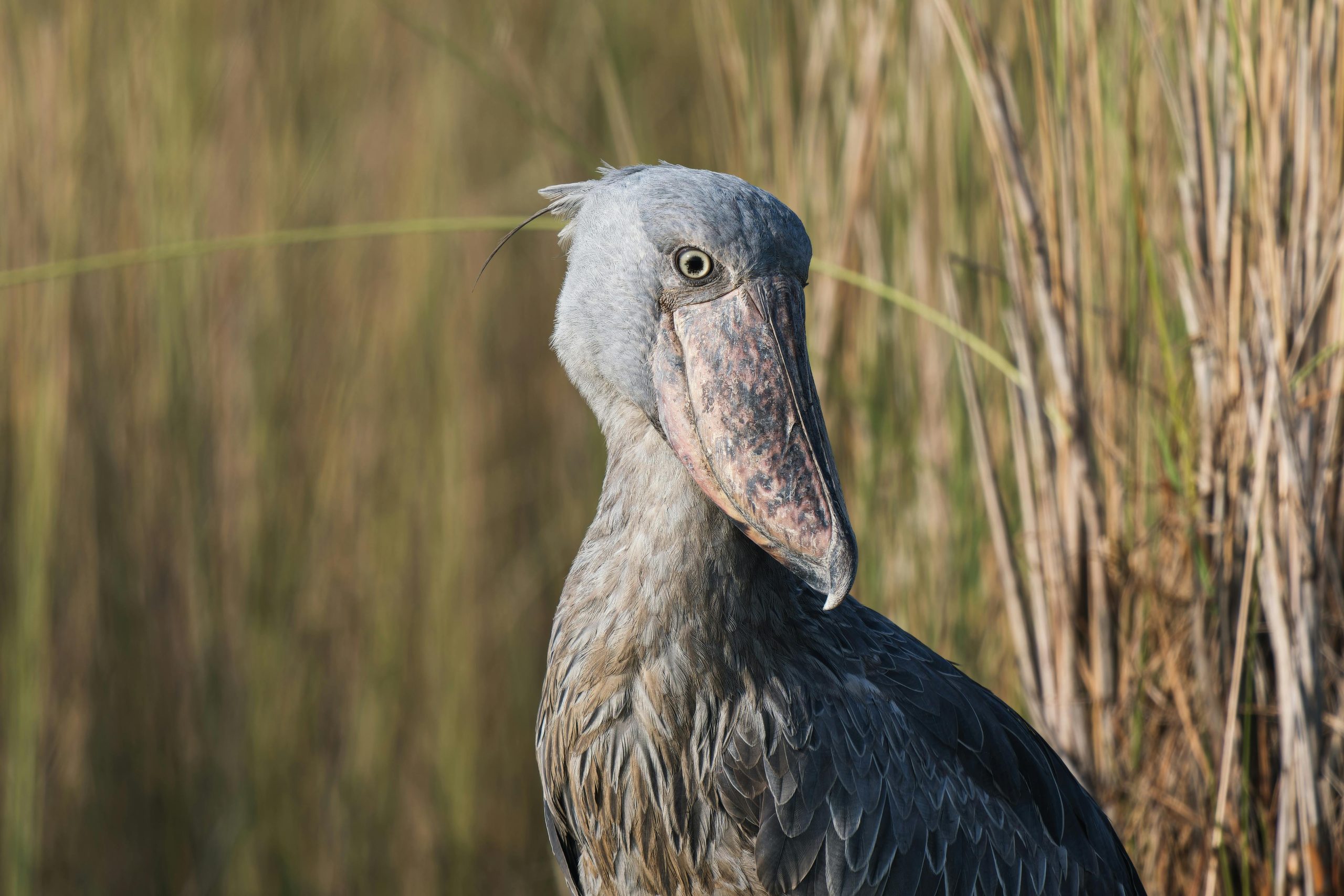 2 Days Uganda Birding Tour Mabamba Swamp