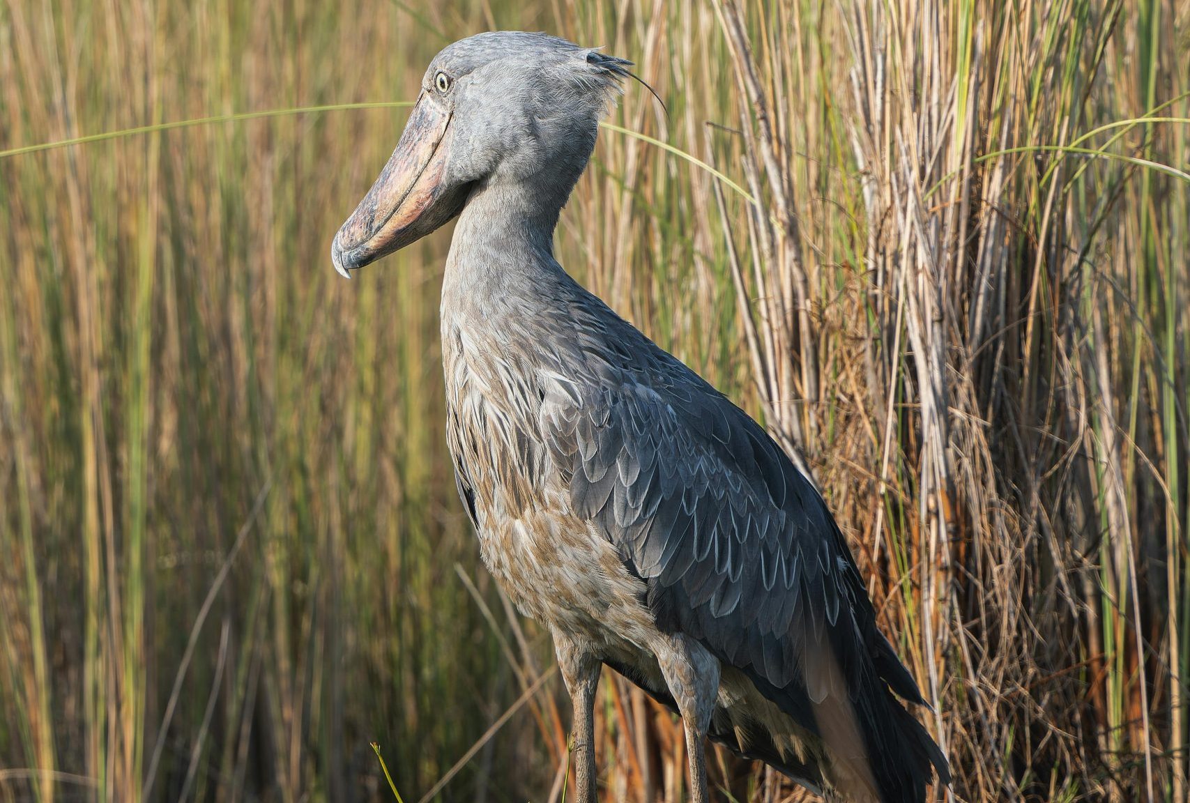 2 Days Bird Watching Entebbe