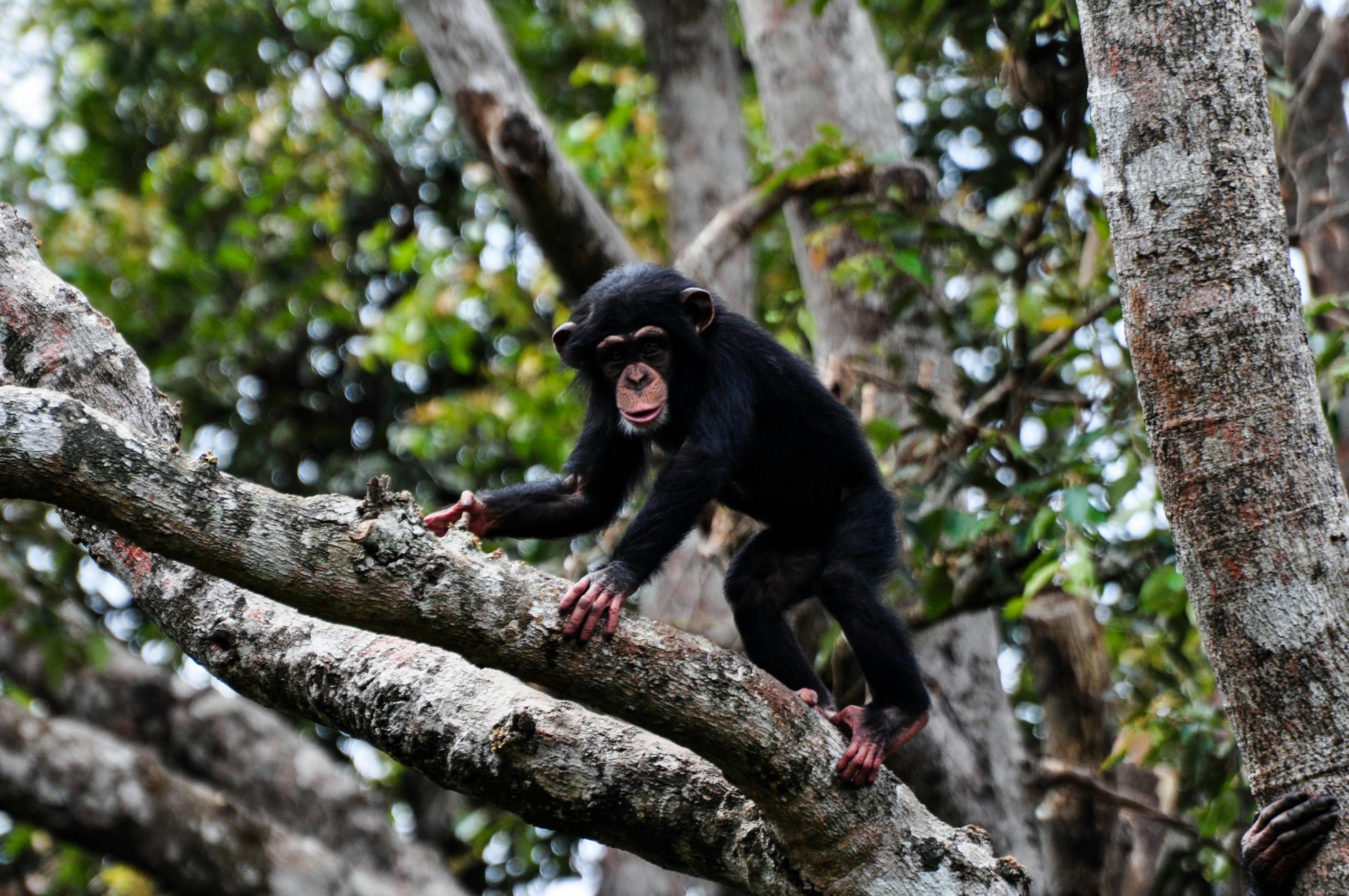 6 Days Cultural and Chimpanzee Trekking Uganda