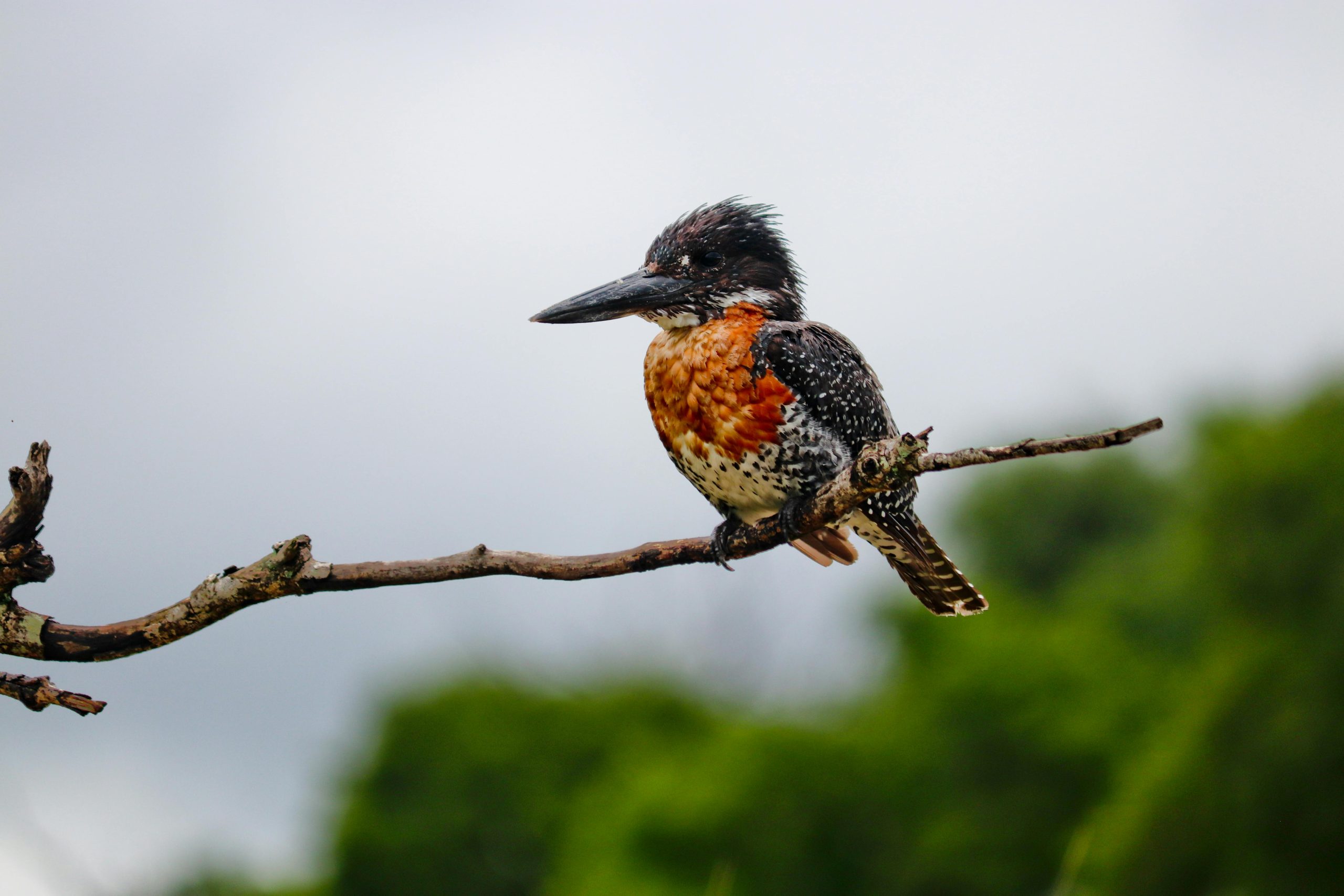 7 Days Bird Watching Uganda Itinerary