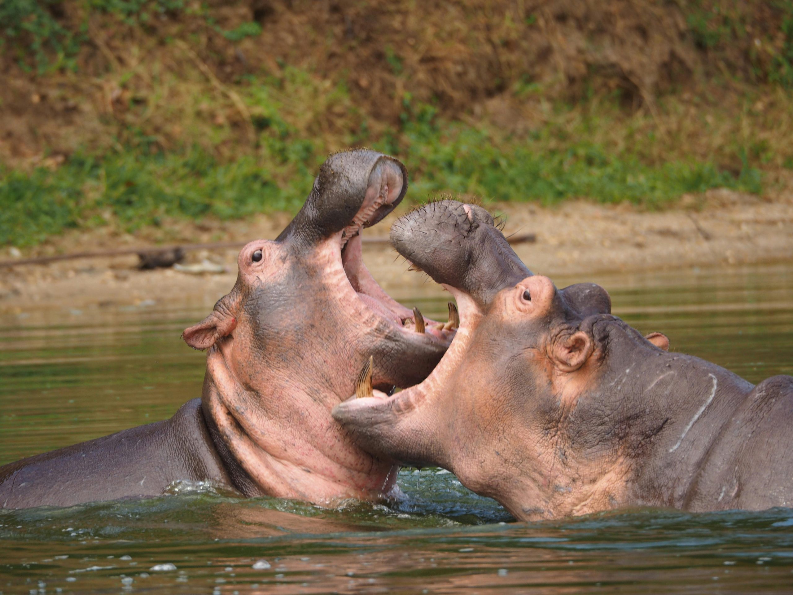 Uganda Safari Destinations Experience