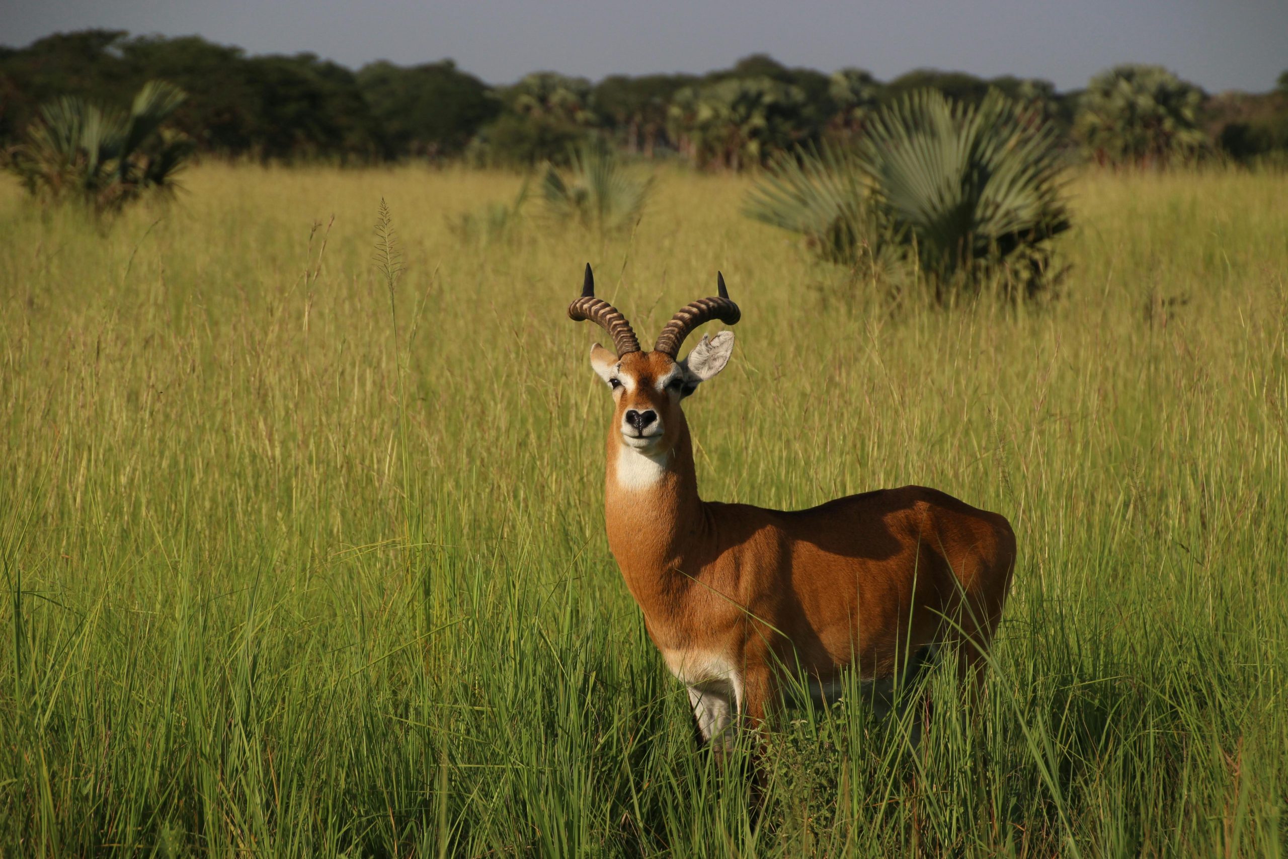 10 Days Rwanda Uganda Grand safari