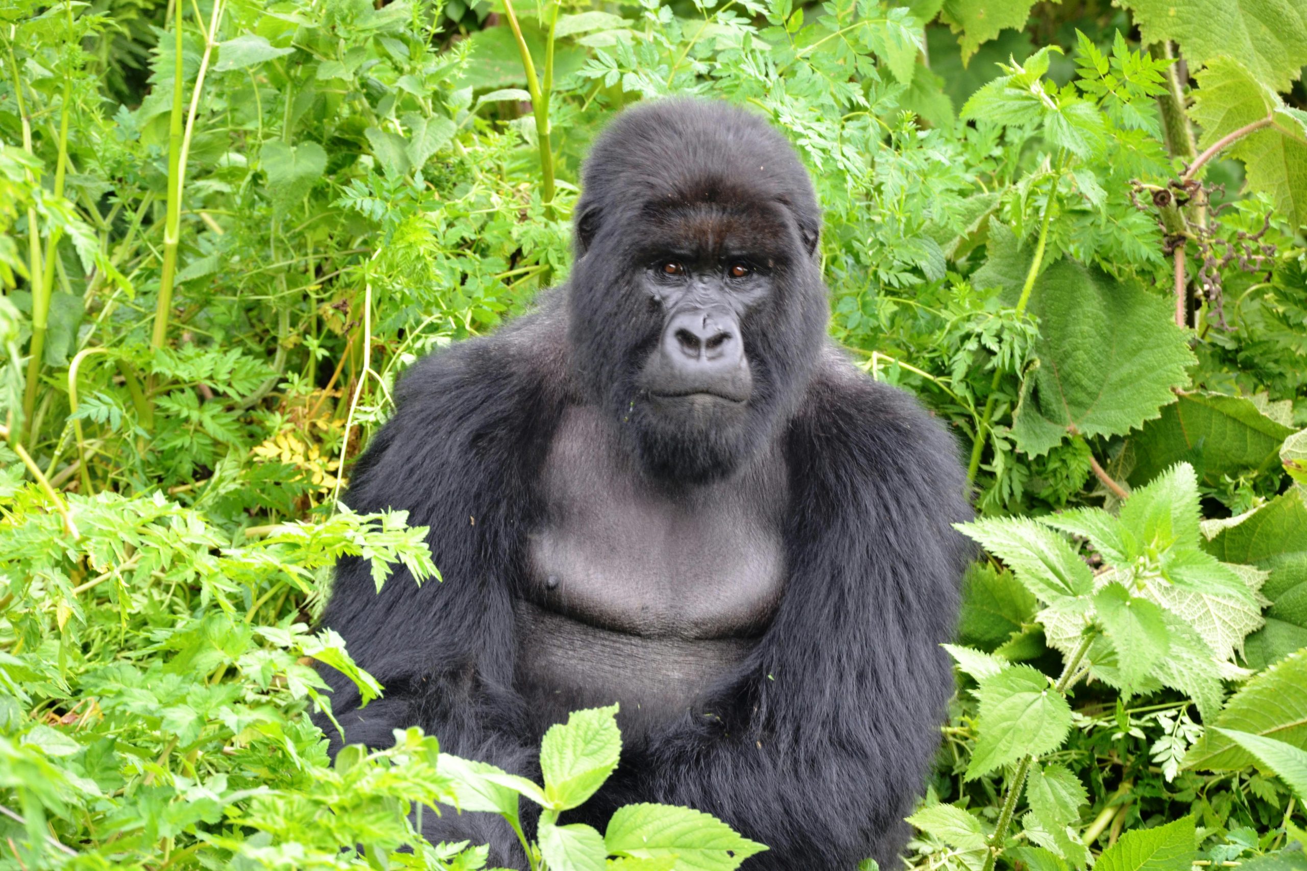 5 Days Uganda Rwanda Safari Cost