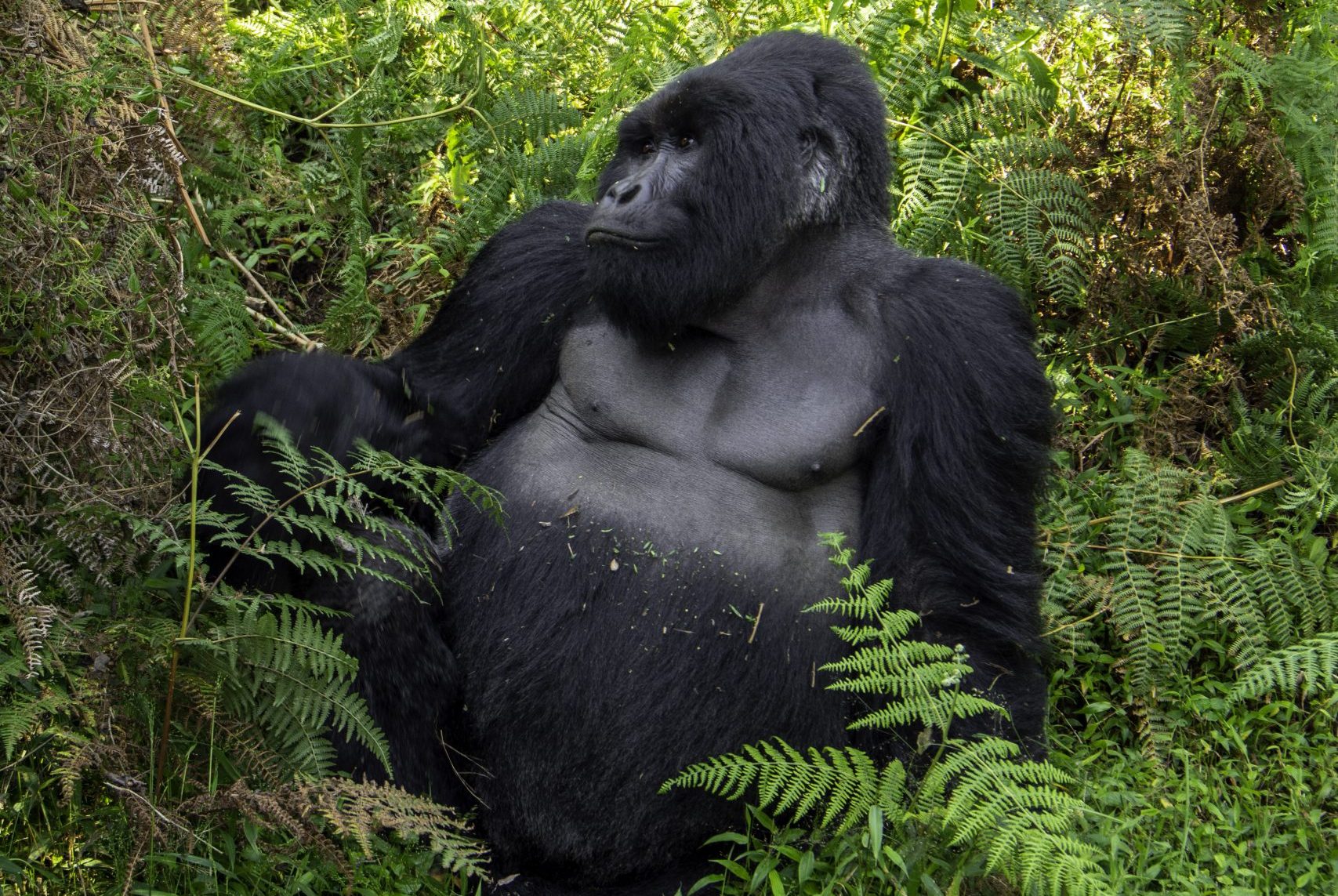 Information on Gorilla Trekking in Uganda