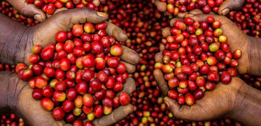 Uganda Coffee Tours