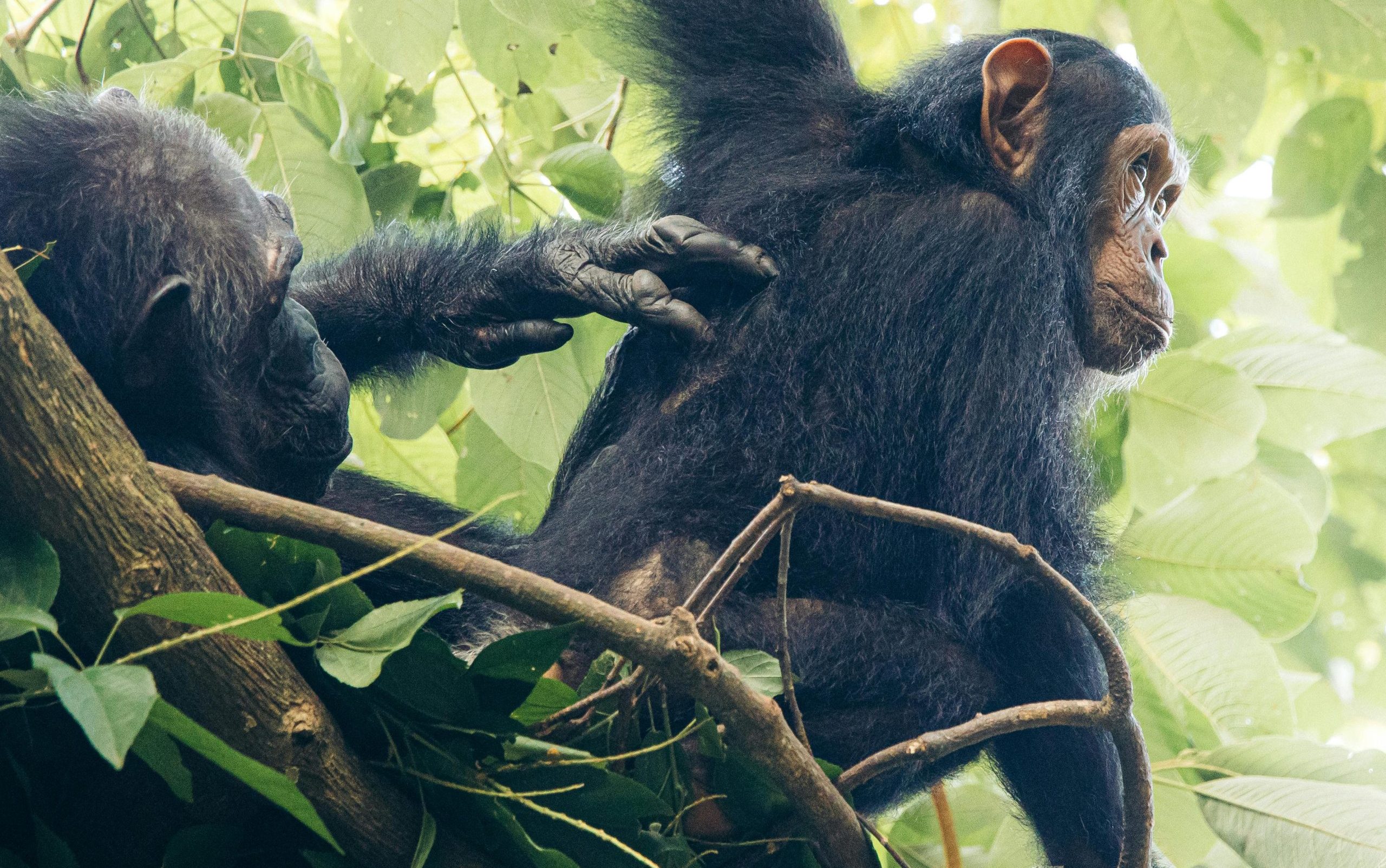 Kibale Chimpanzee Tracking Experience