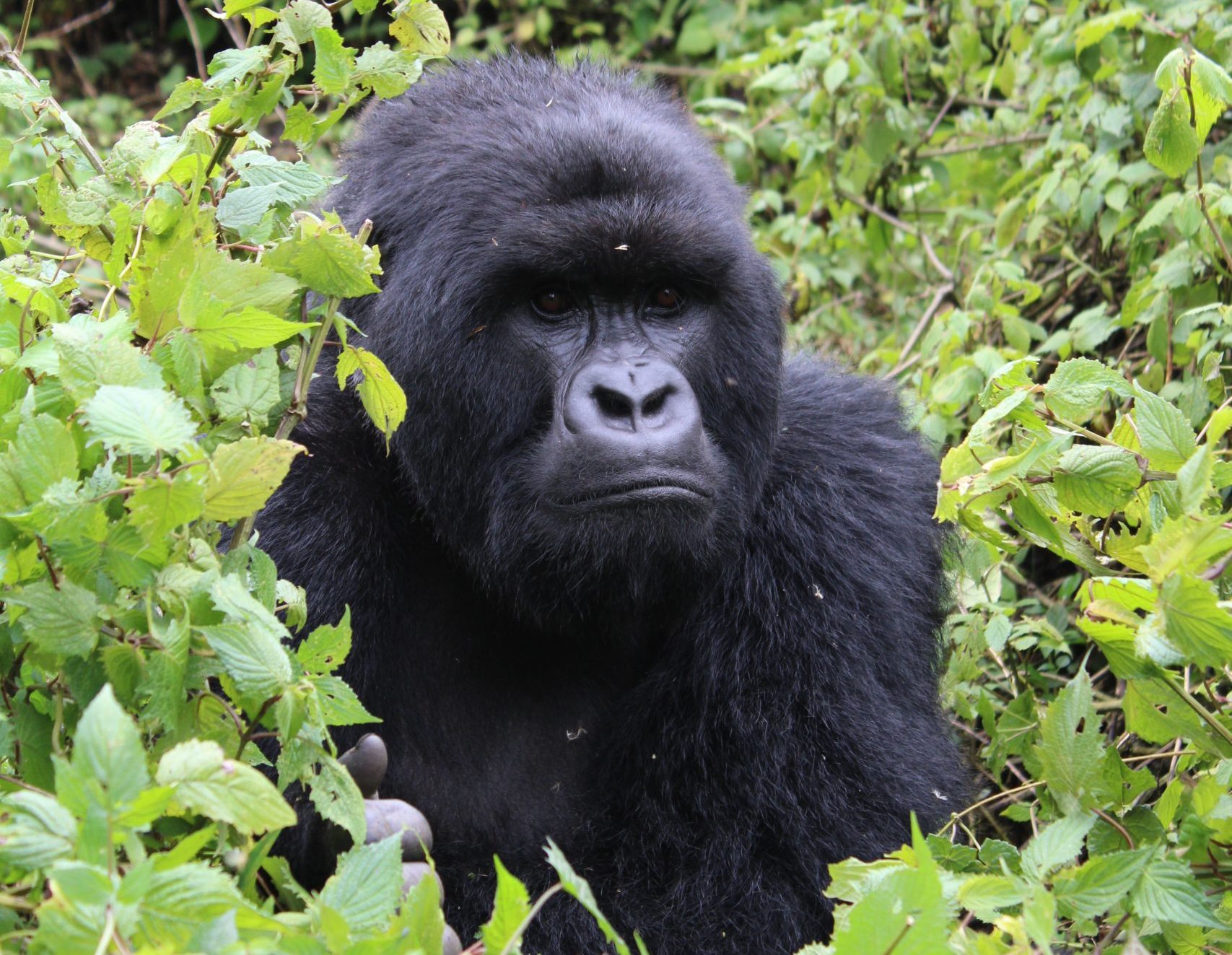 6 Days Chimpanzee and Gorilla Trekking Rwanda