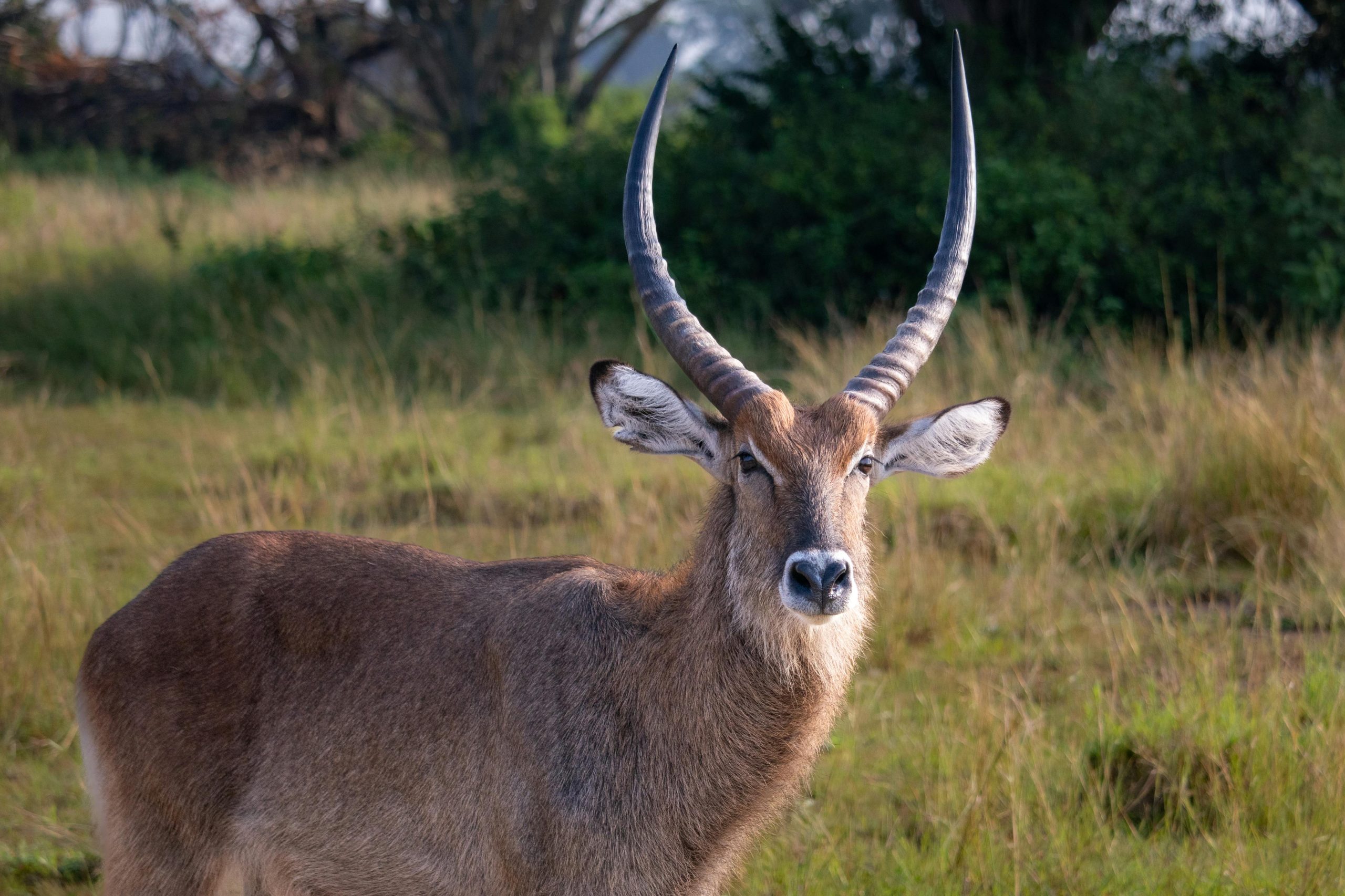 14 Days Uganda Rwanda Safari