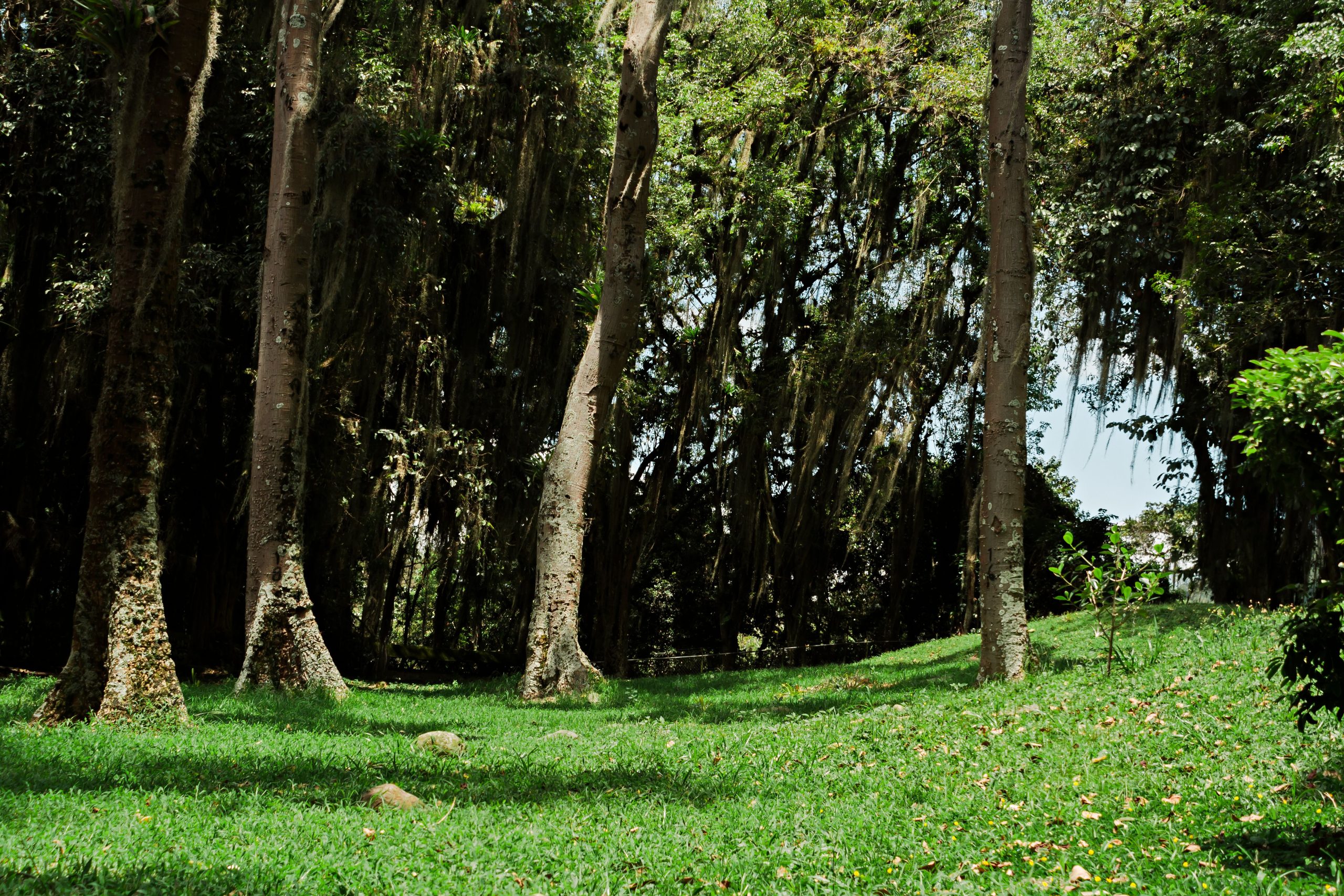 Entebbe Botanical Gardens Tour