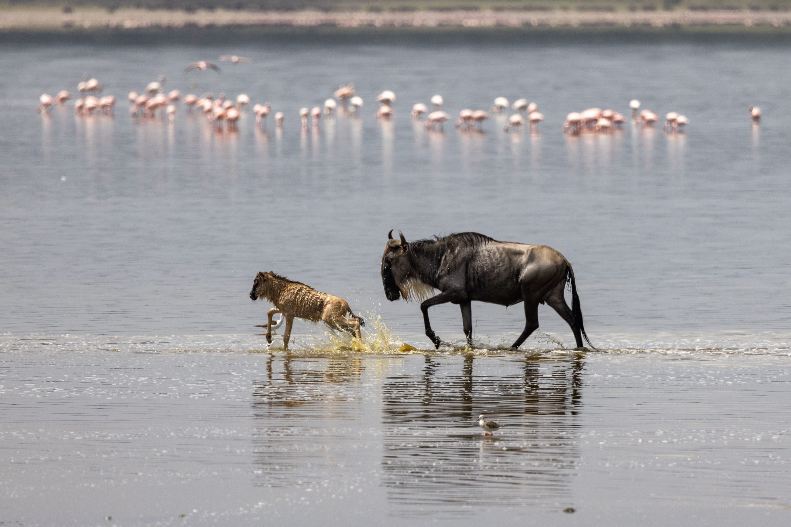 Lake Manyara National Park Tours