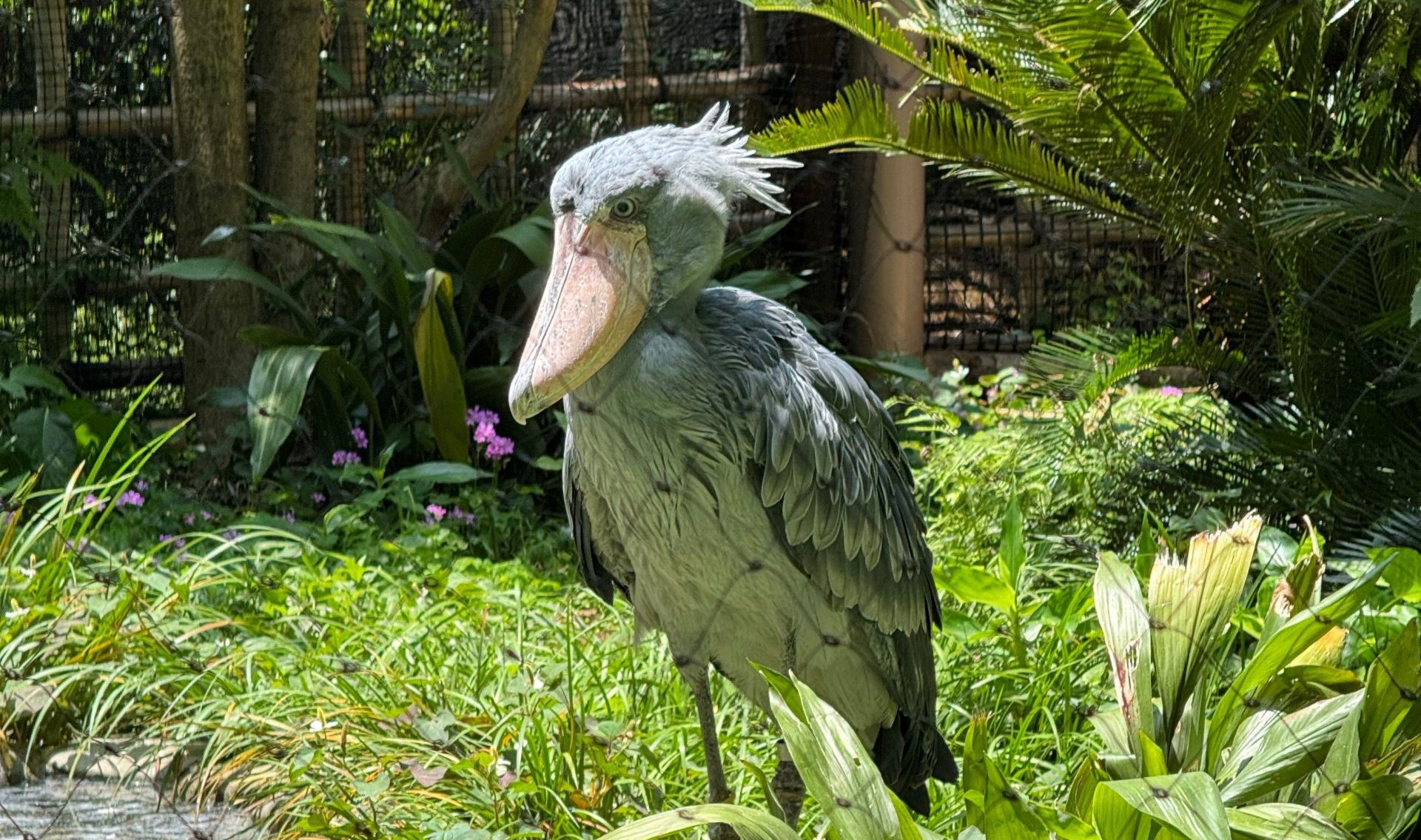 Shoebill Stork Birding Tour in Uganda