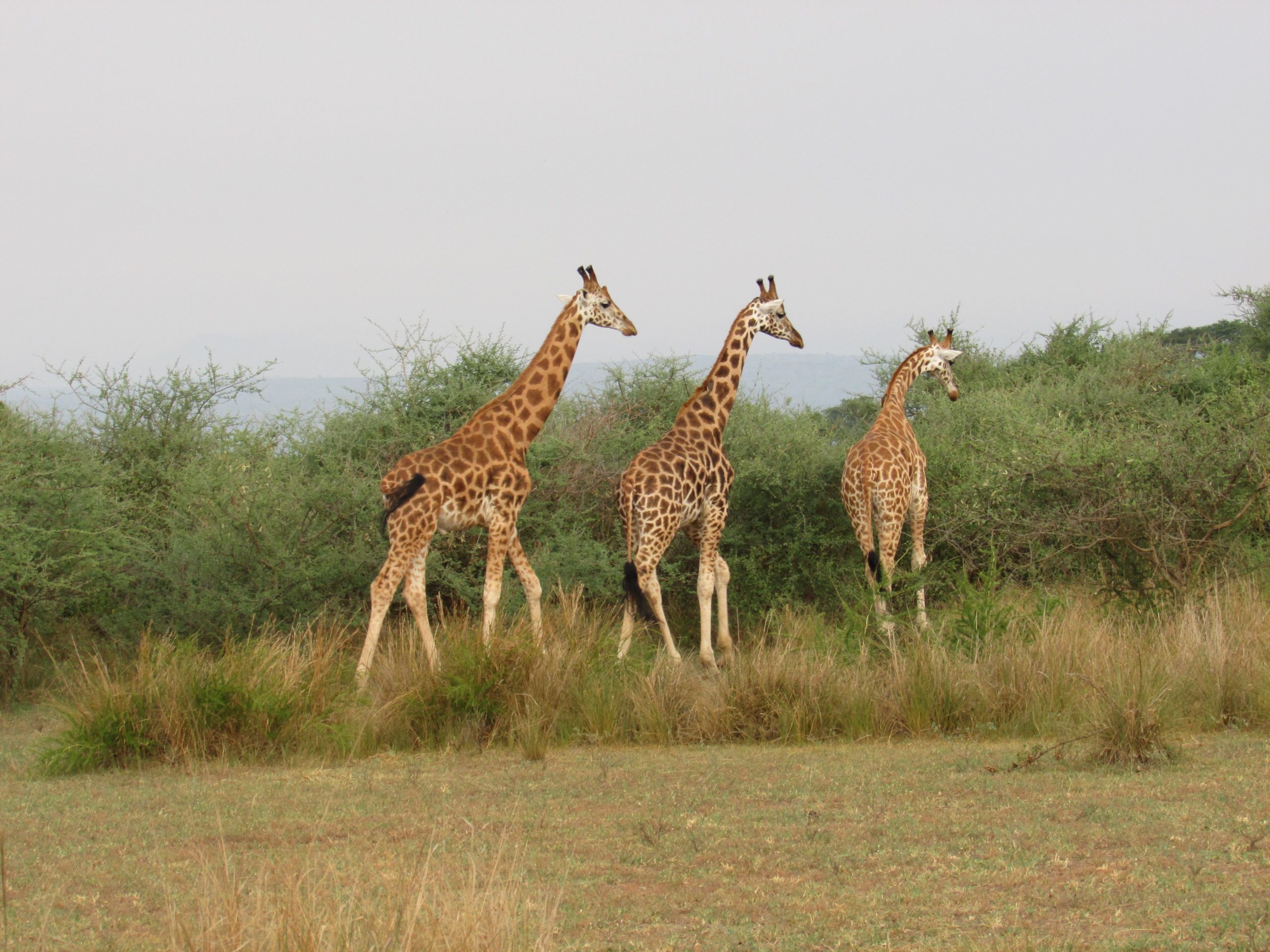 Group Travel Uganda