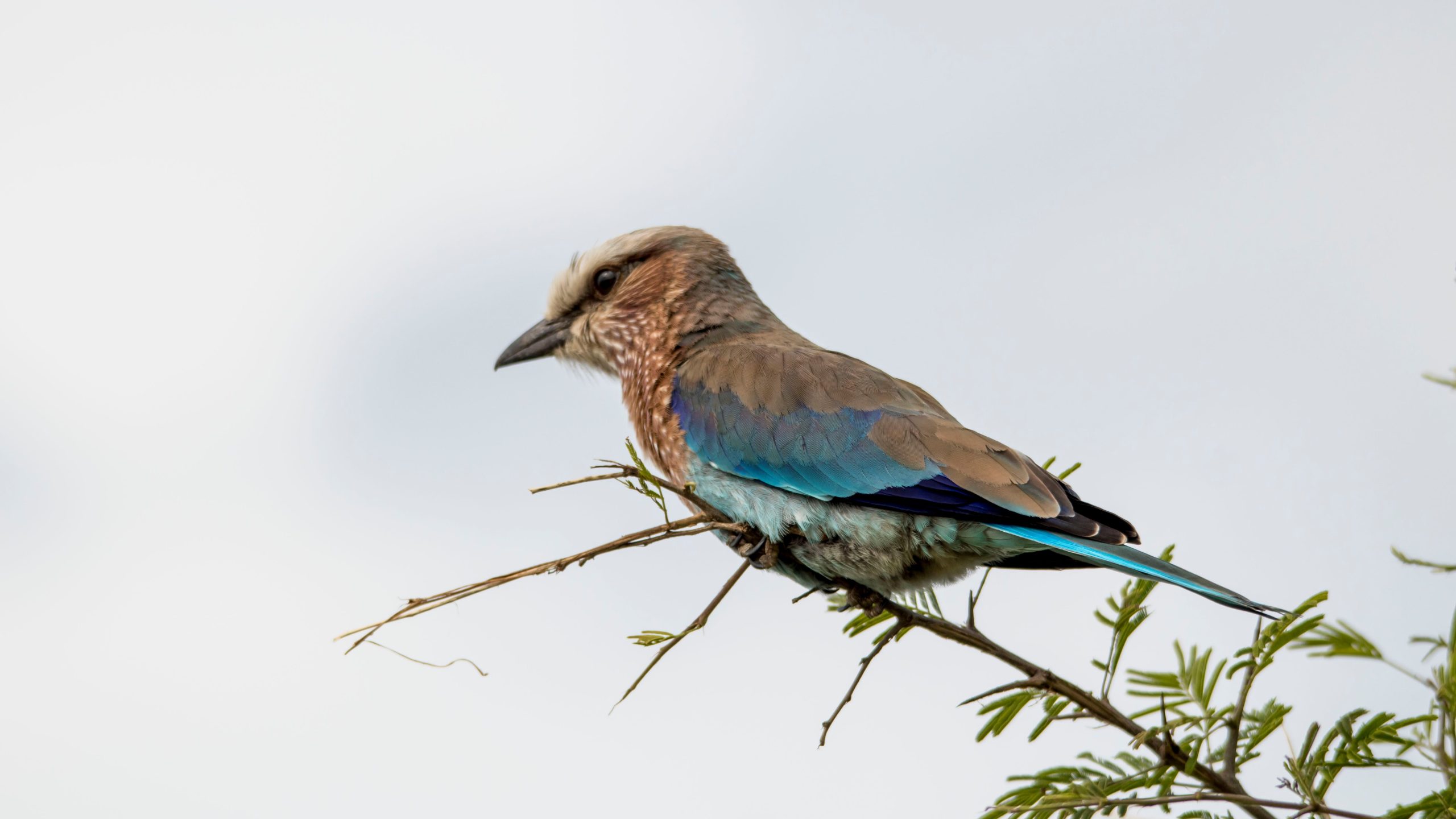 4 Days Birding and Gorilla trekking Rwanda Uganda