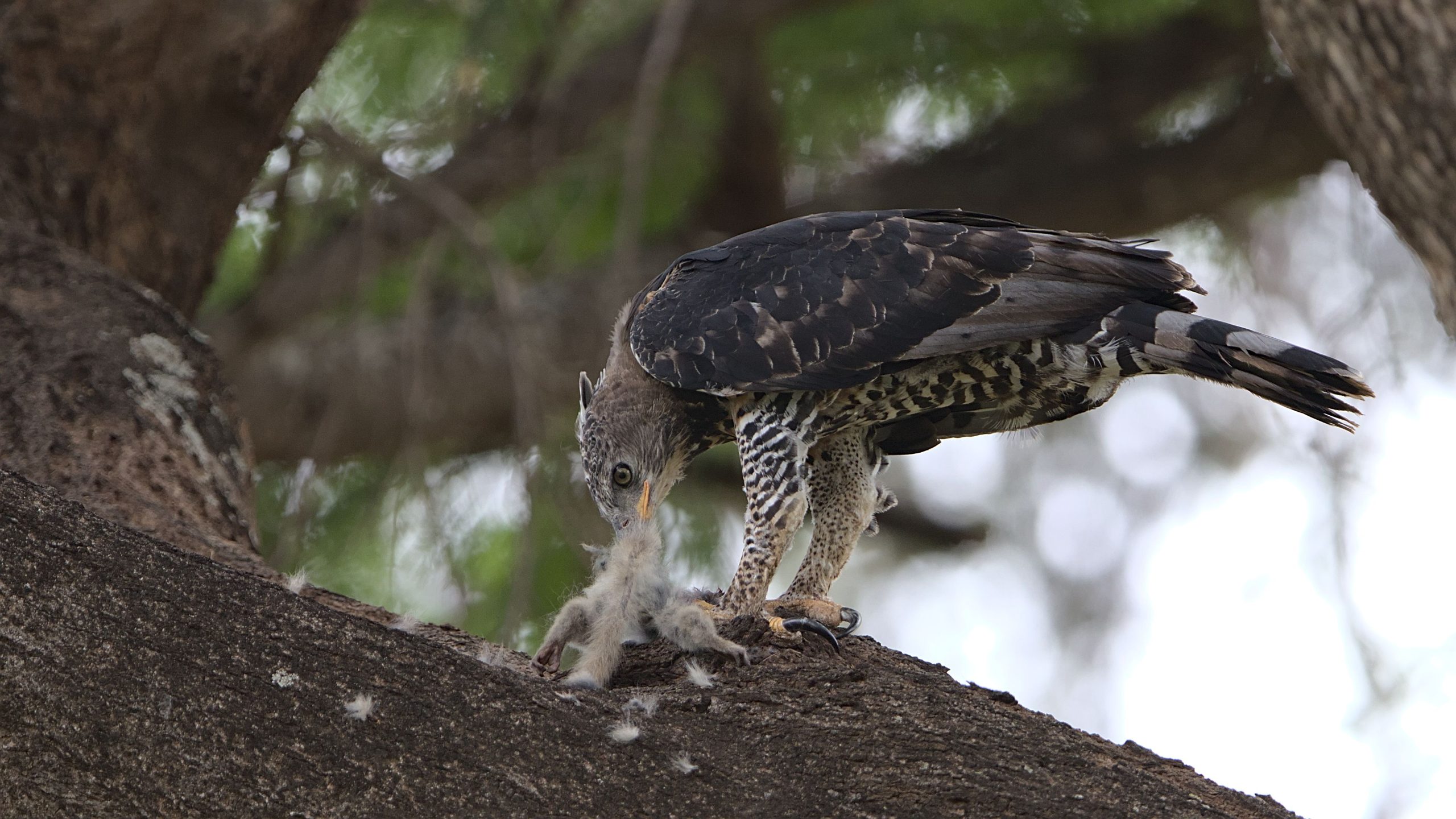 Kalinzu Forest Birding Safari