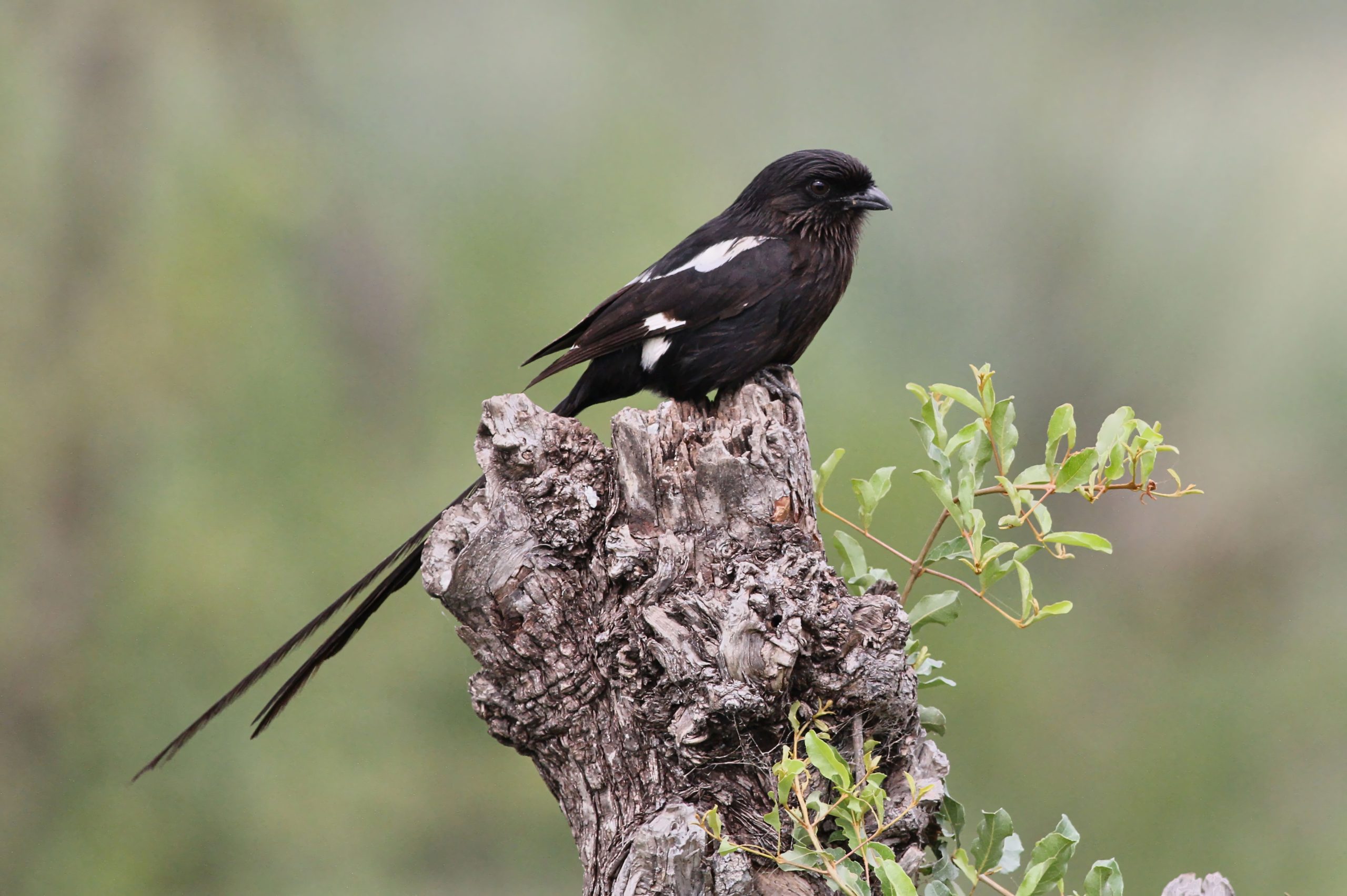 7 Days Birding Safari Rwanda