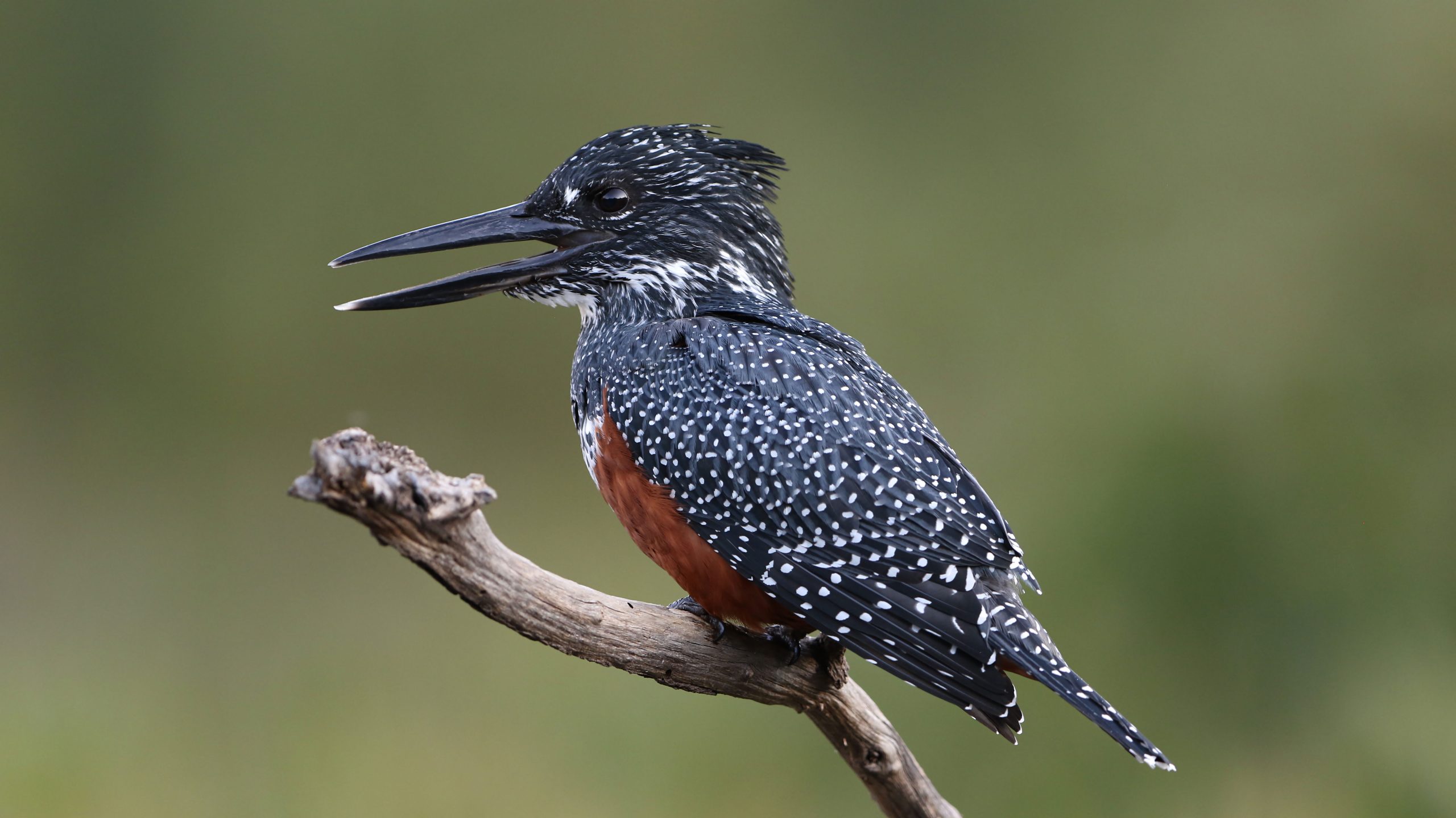 12 Days Birding Uganda Rwanda Rare Species Safari