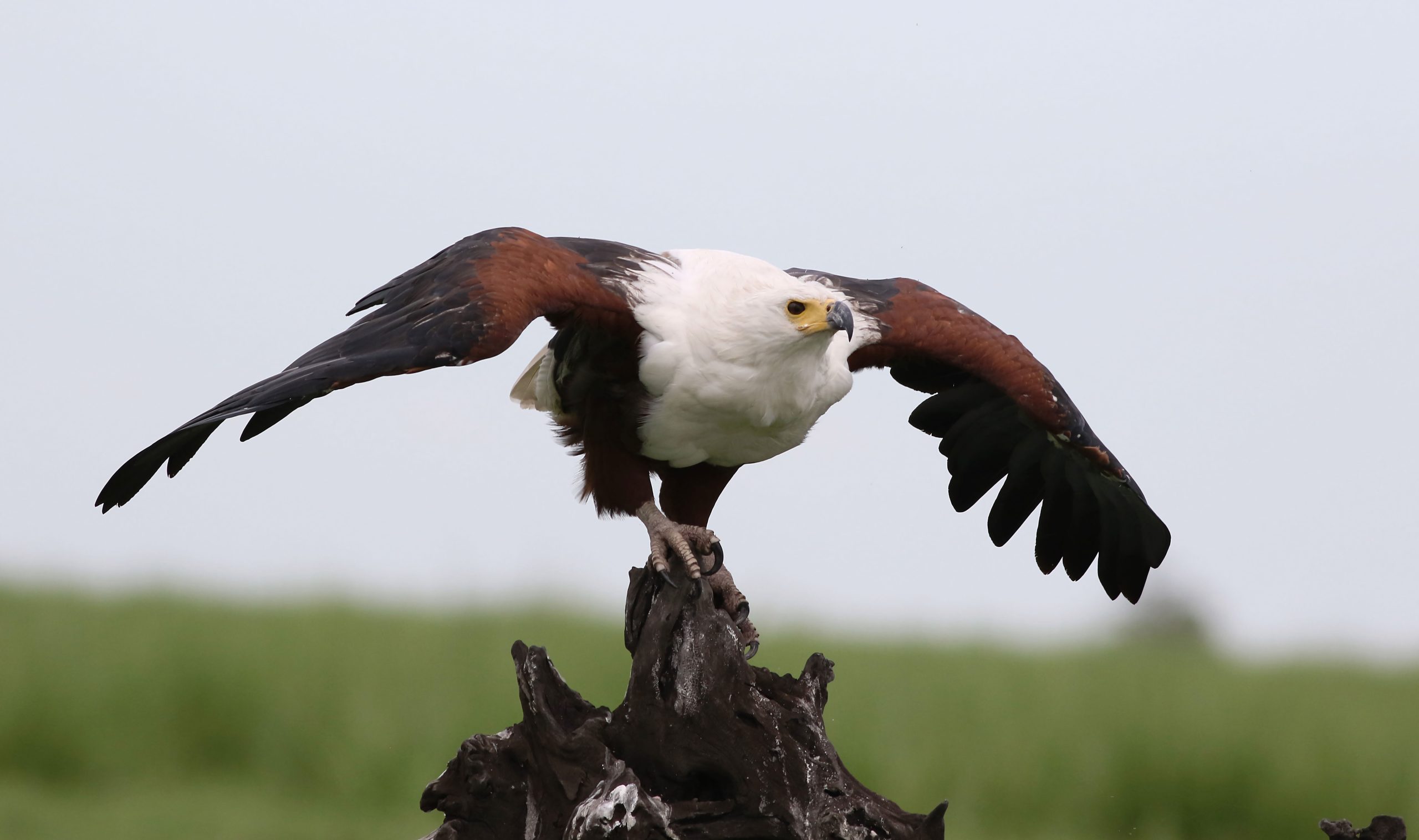 Birding