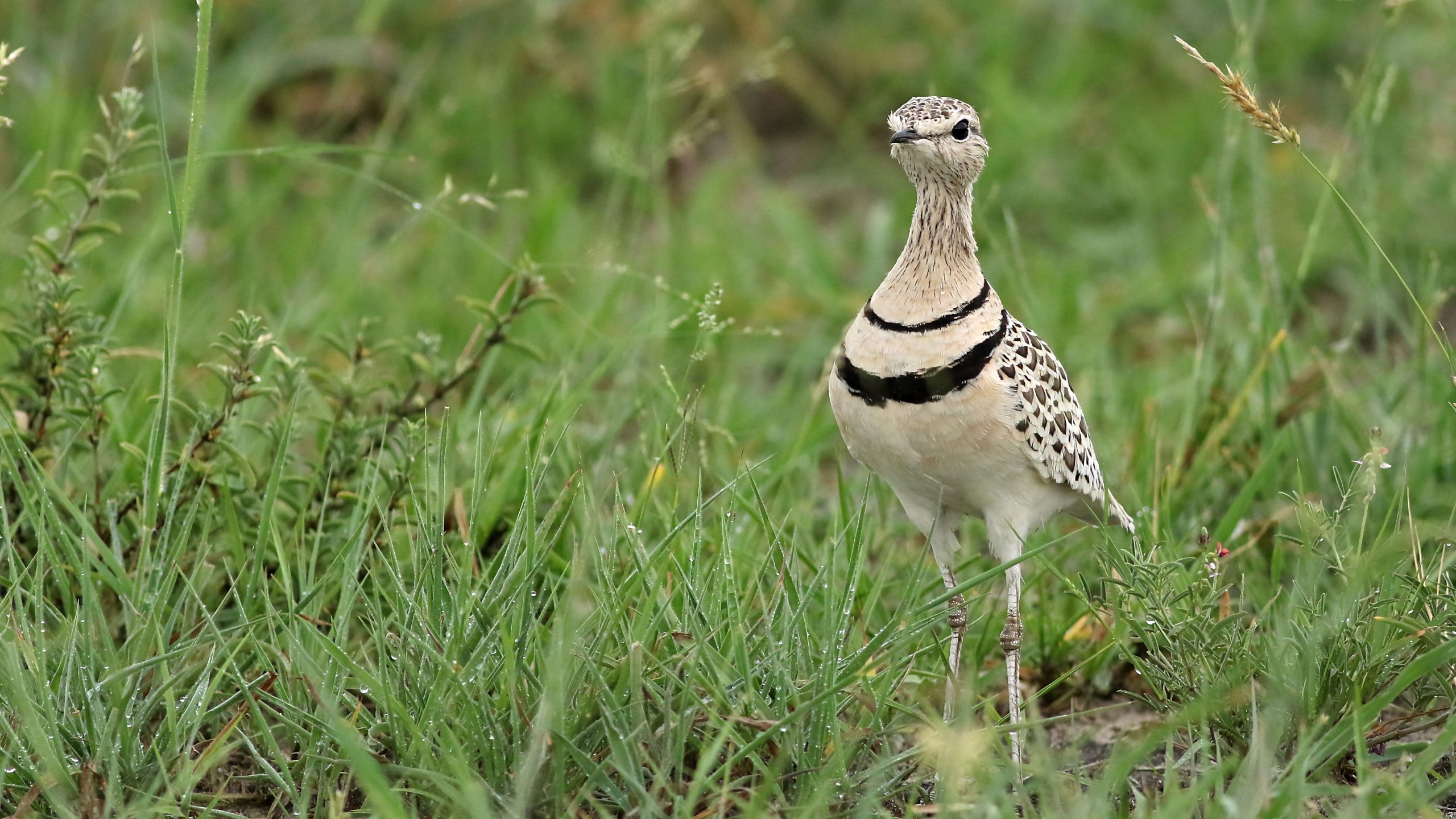 10 Days Birding Rwanda Safari