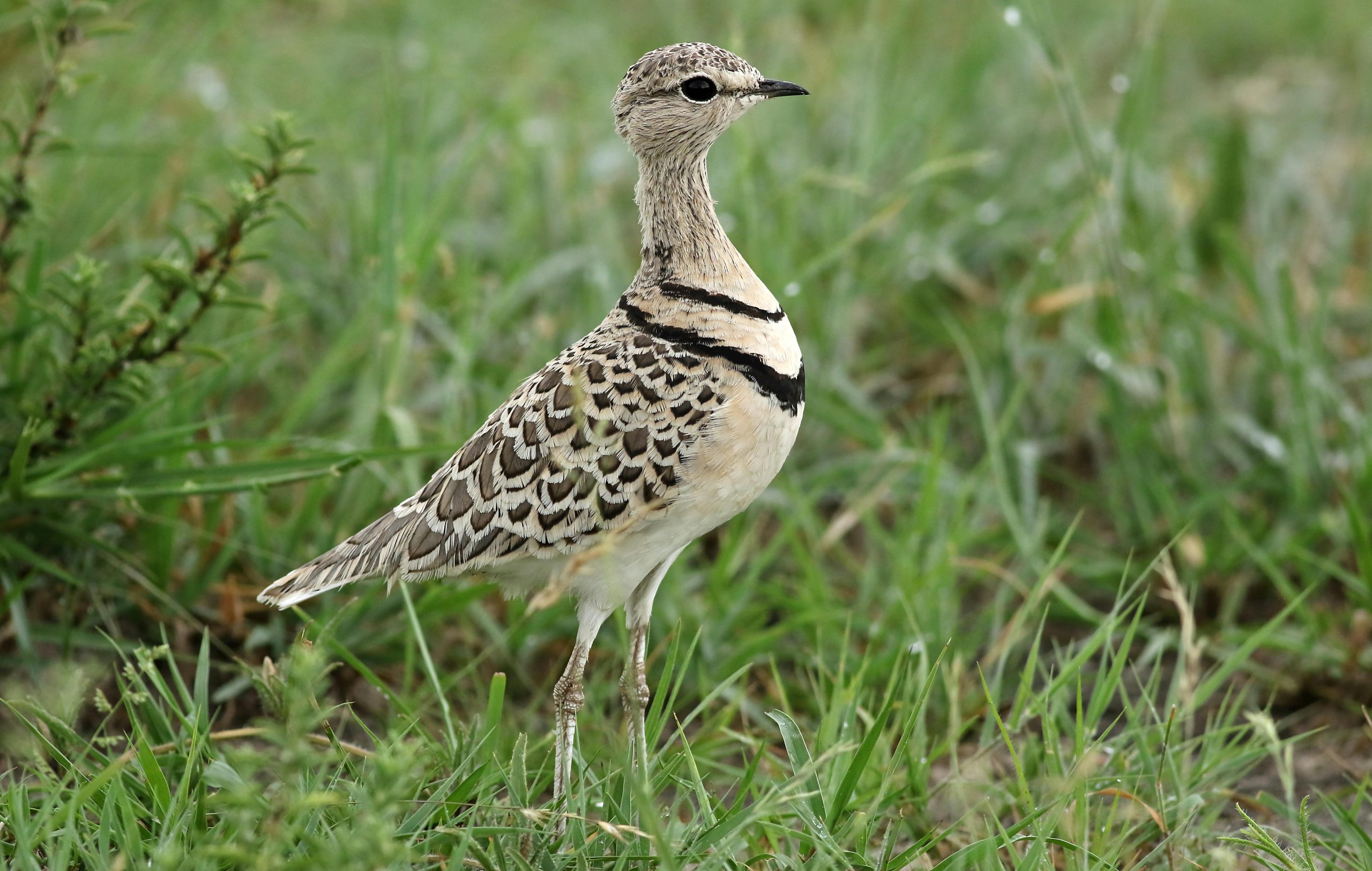 7 Days Birding Uganda Rwanda Endemic Species Tour